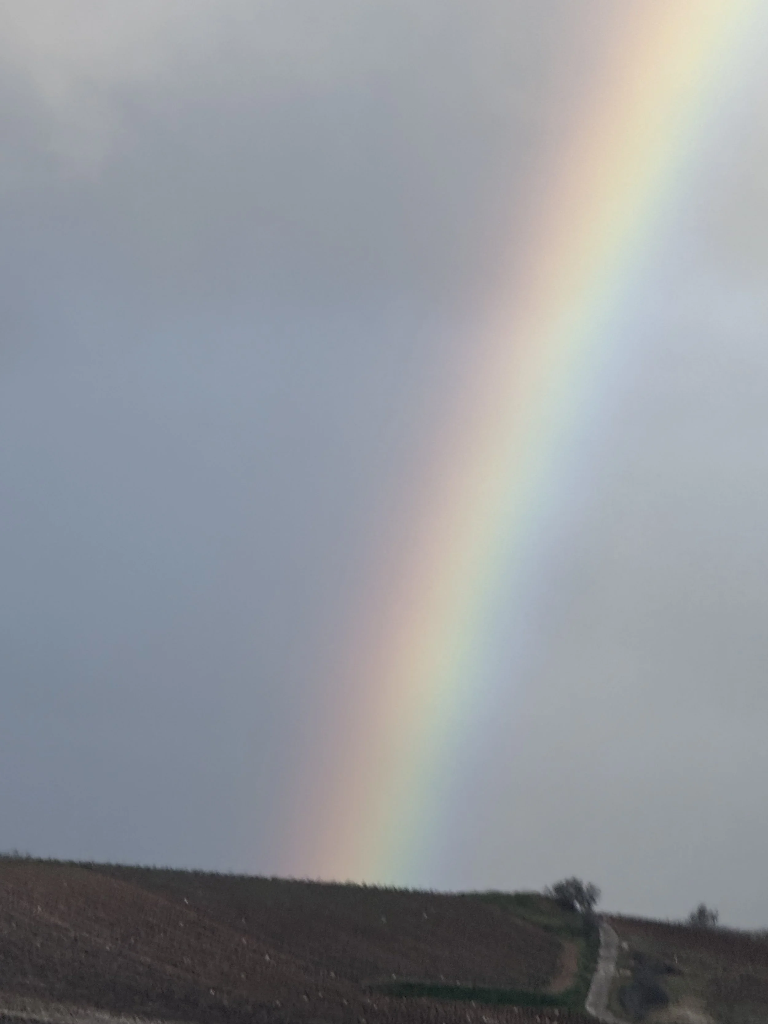 IMG_5628.jpeg