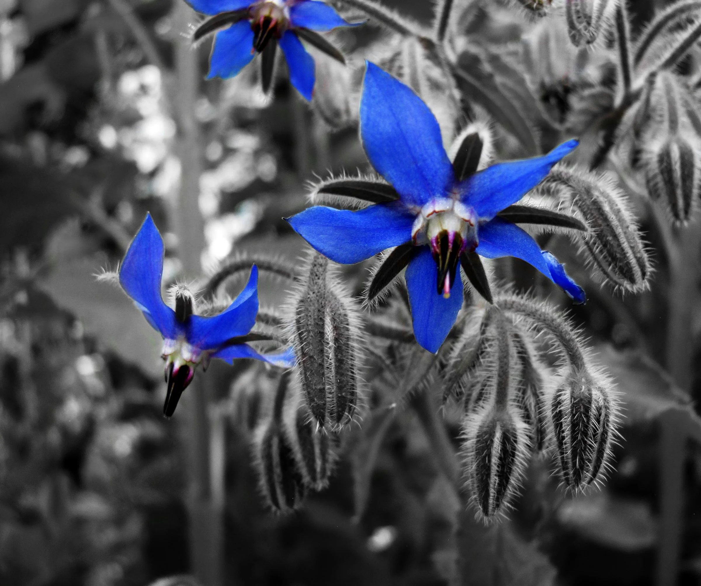 Selective Flower.jpg