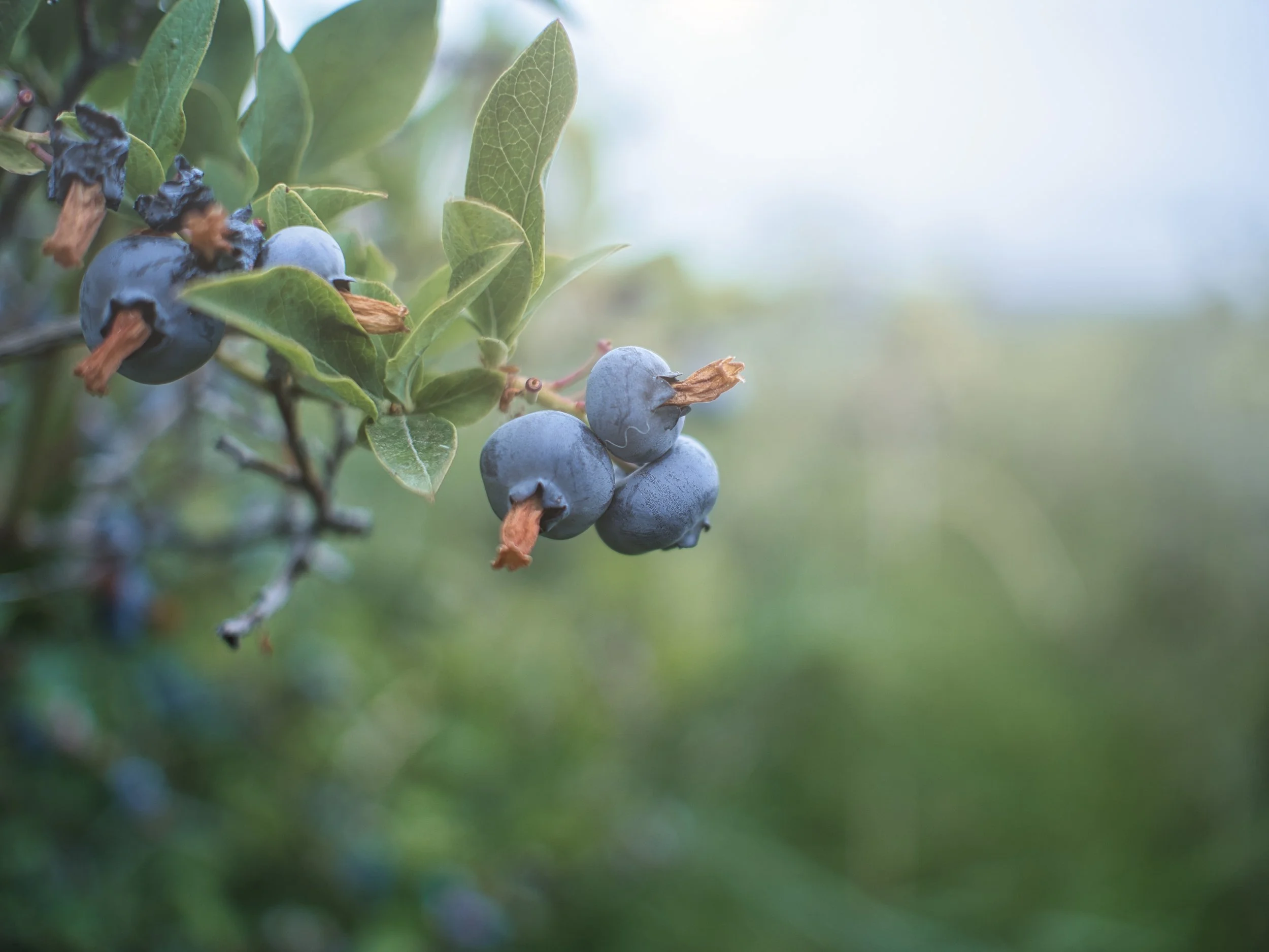 Blueberry.jpeg