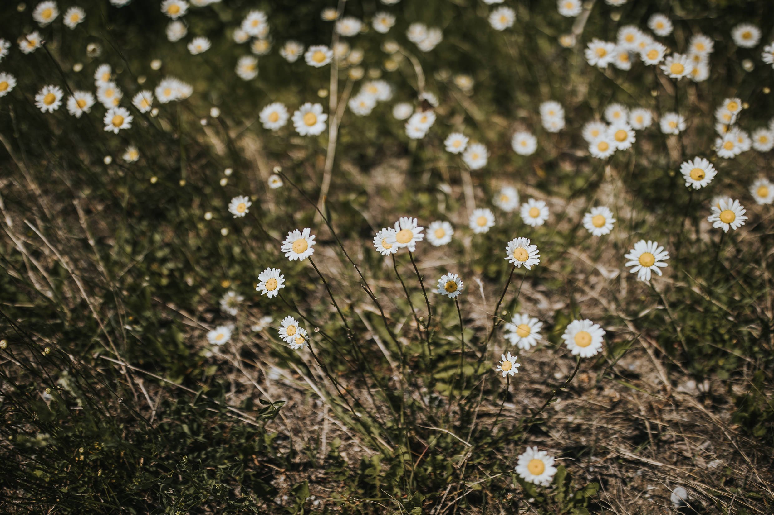 Canmore Wedding Photographer