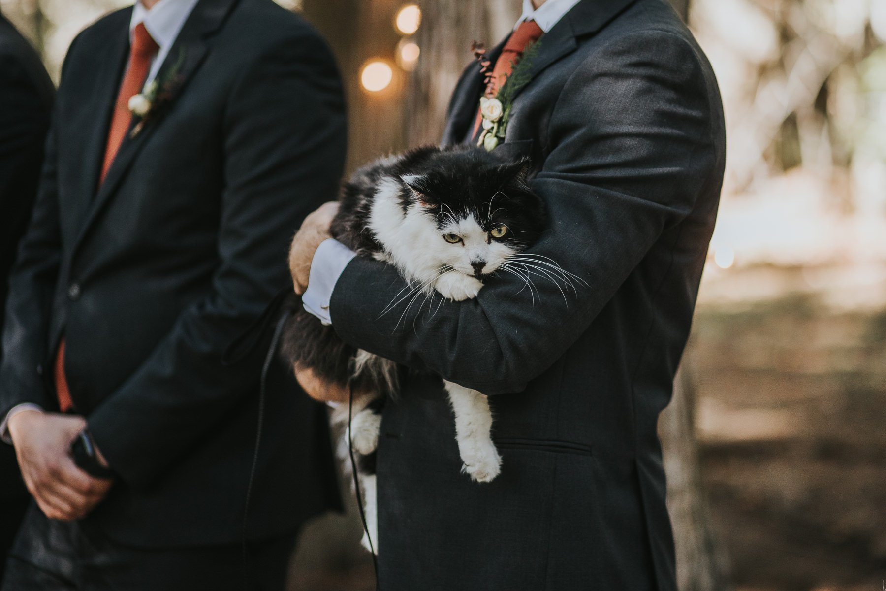 Cat at Wedding 