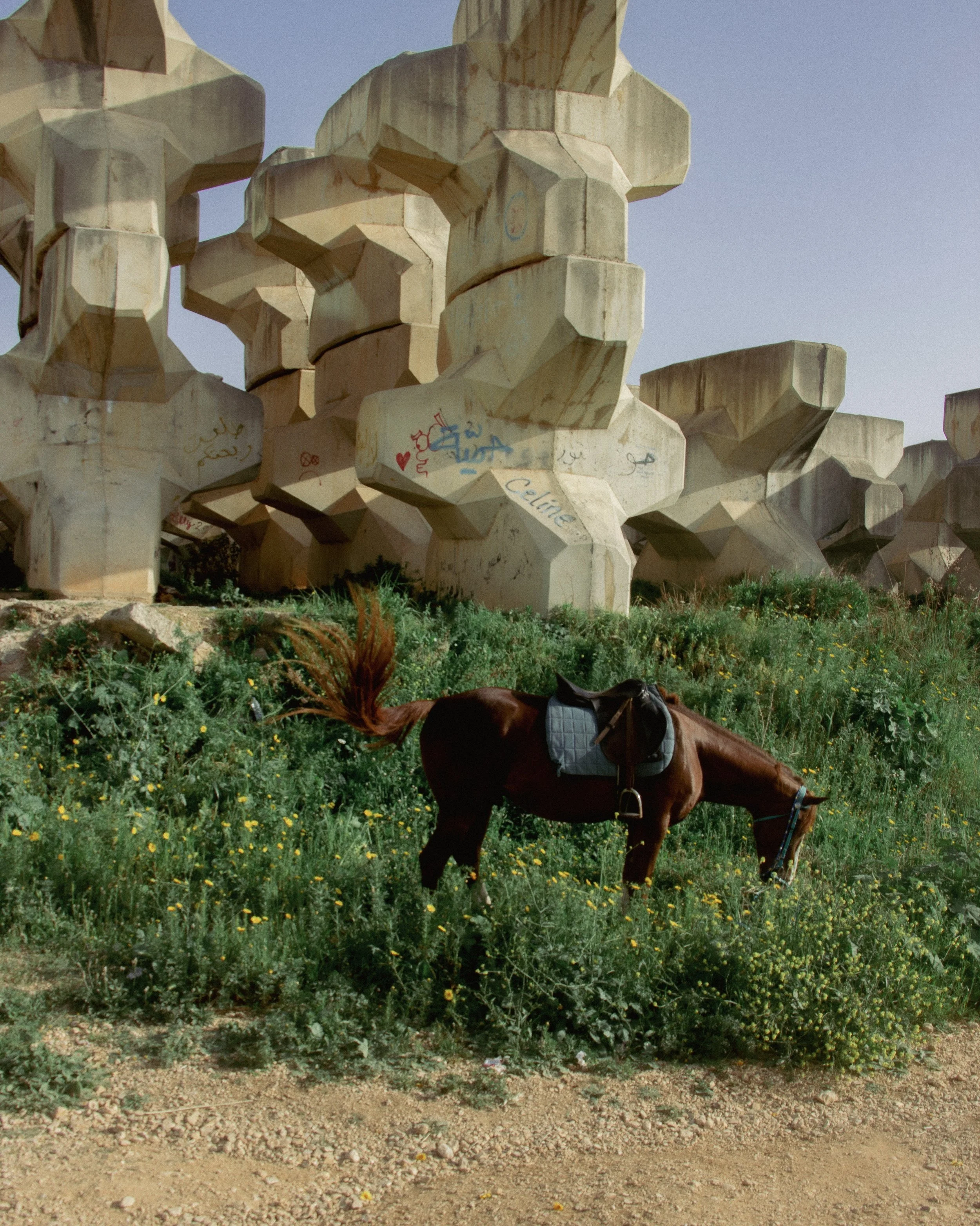 Dalieh horse_2025.jpg