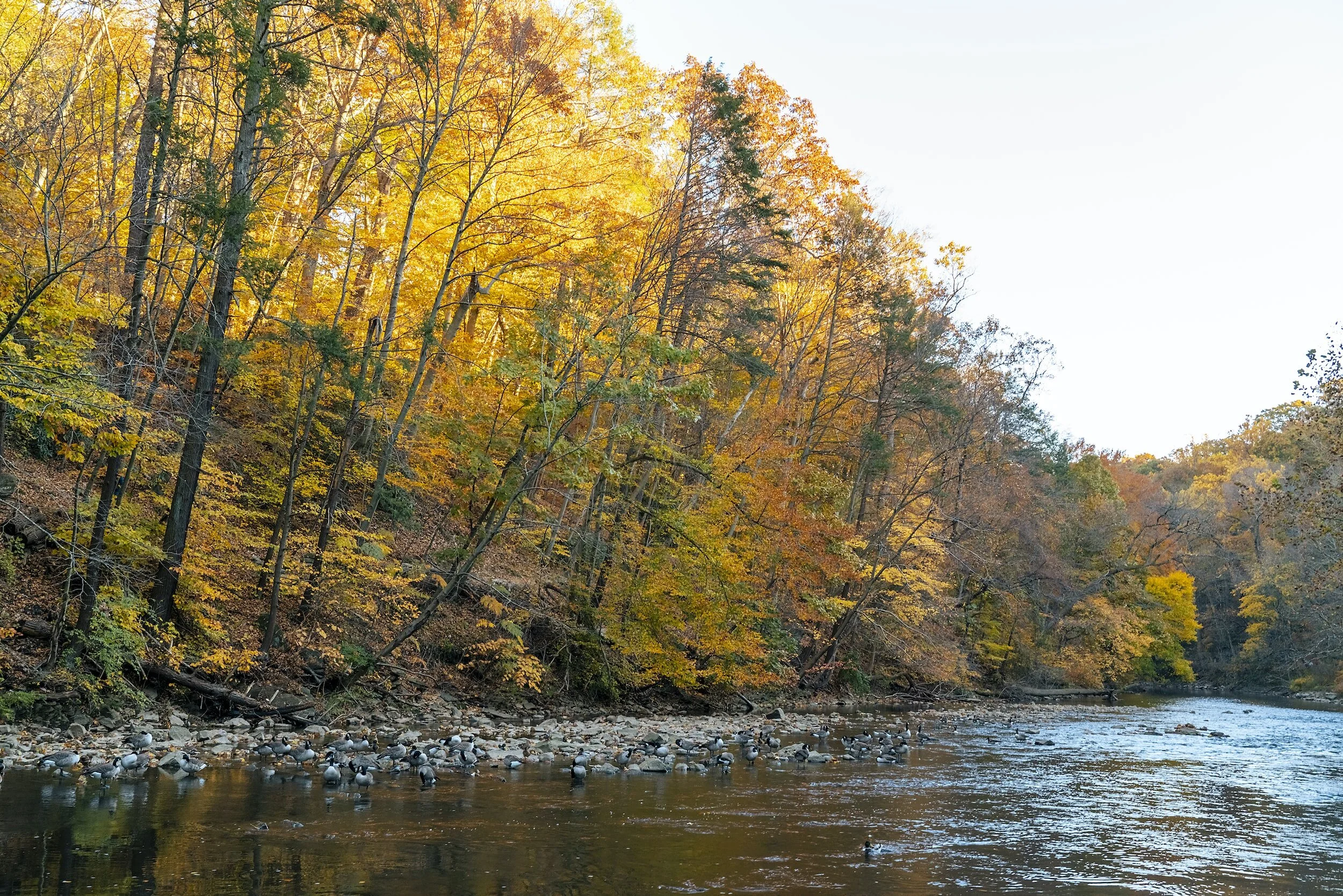 Navigating the Waters: Best Fly Fishing Flies for Trout in Pennsylvania