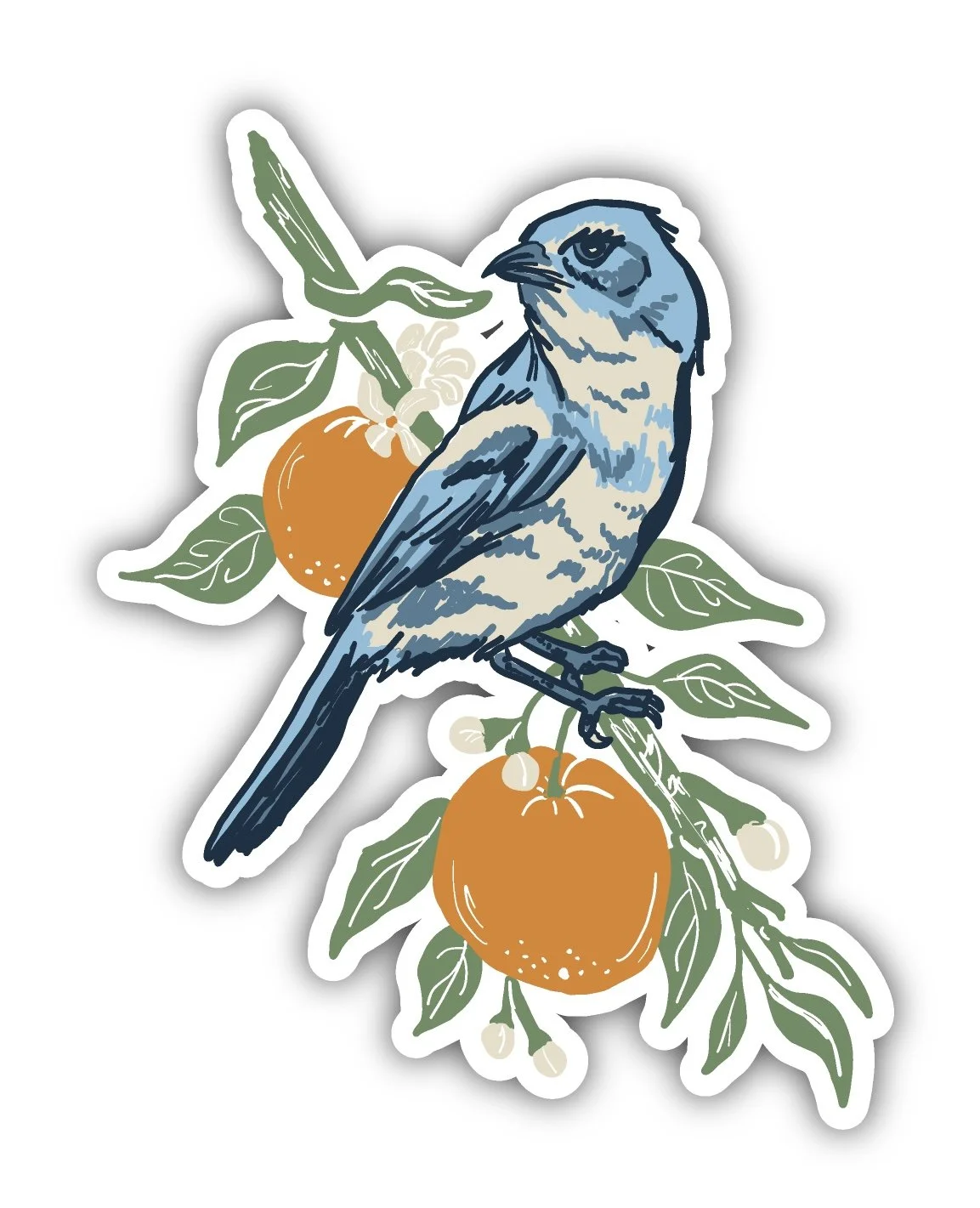 Scrub Jay Magnet
