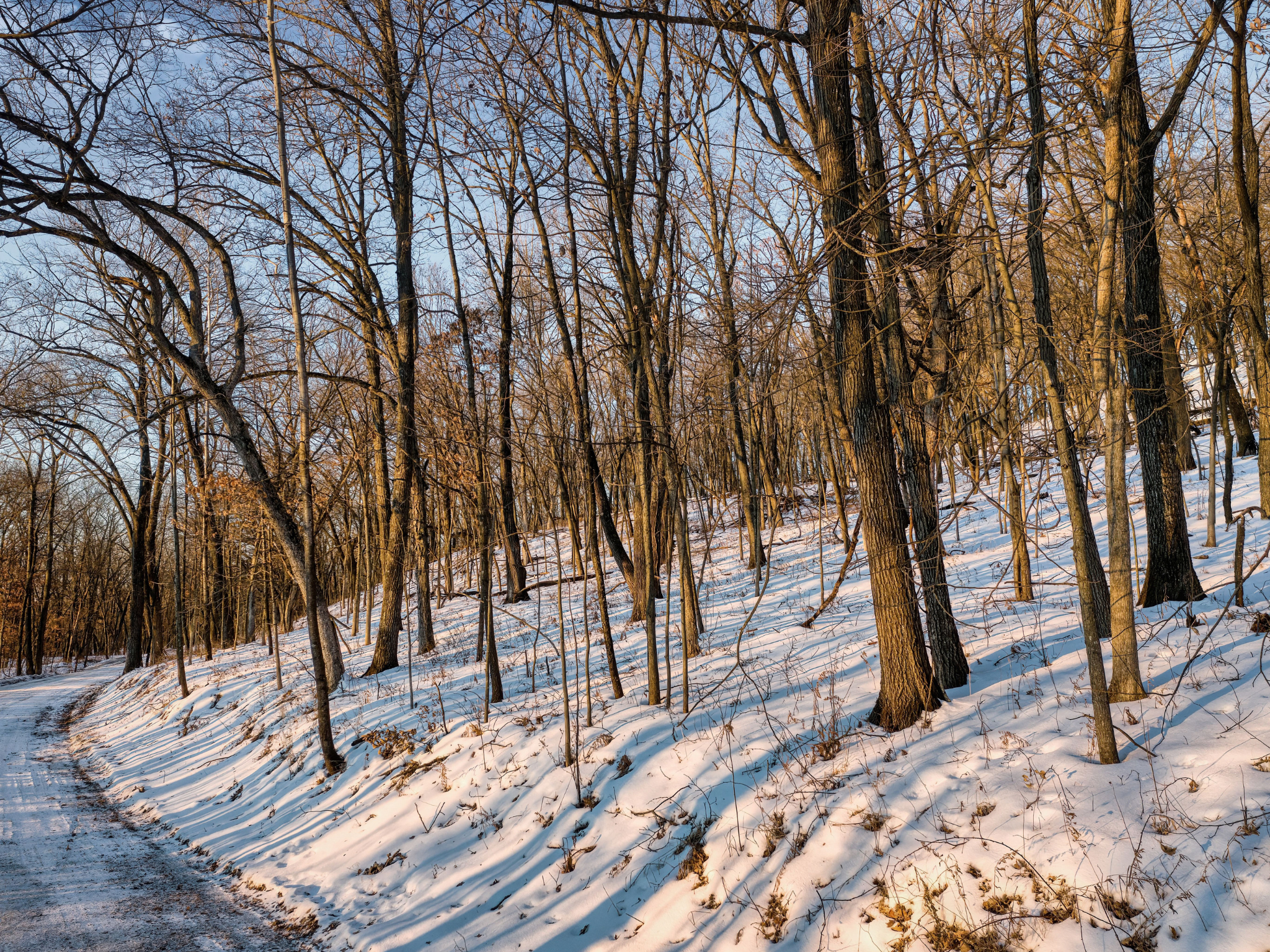 Gently sloped wooded building lot with mature trees and a snow-covered ground, showing site conditions to consider when choosing a lot for a custom home.