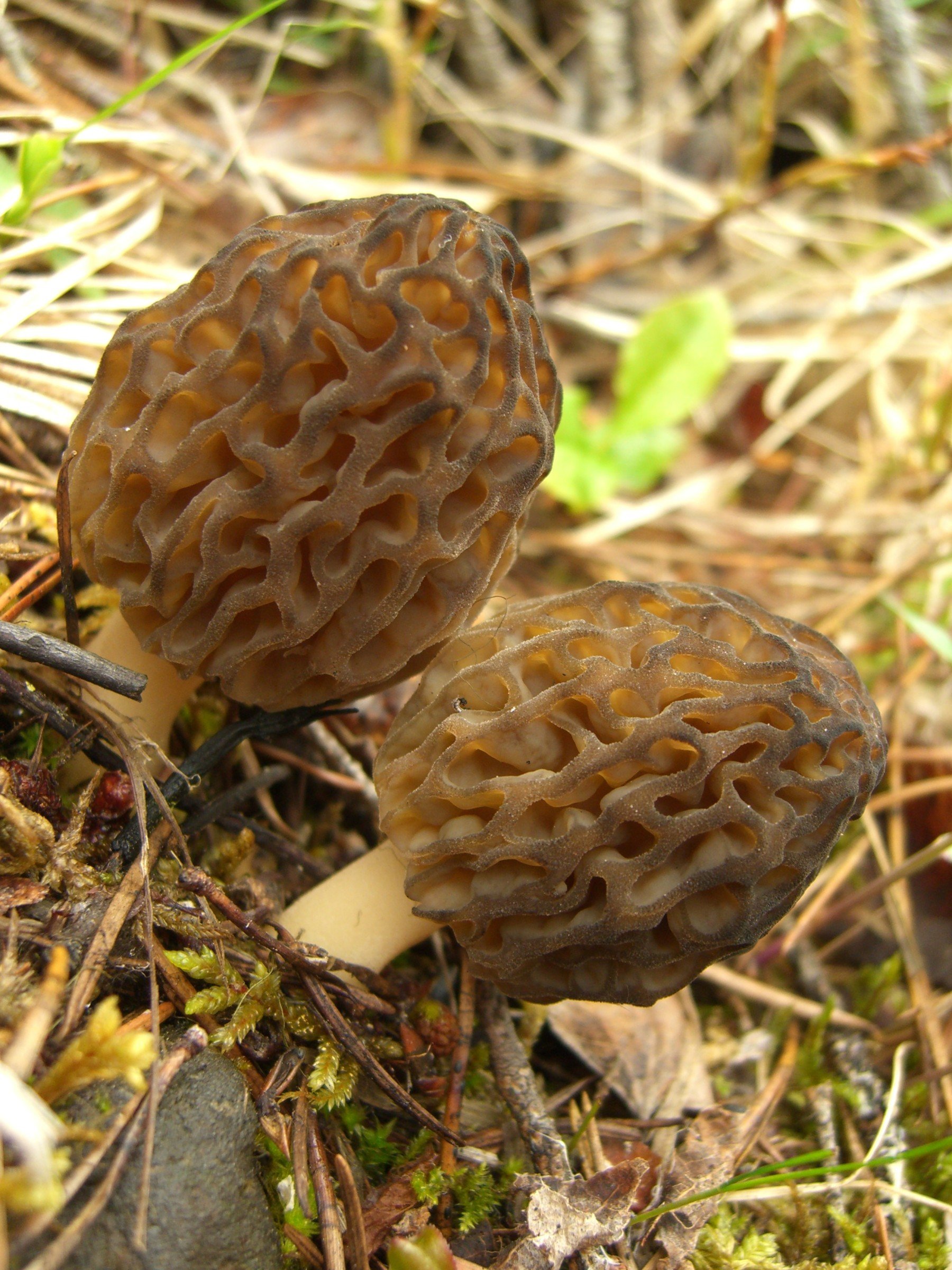 Black Morell **Morchella elata**