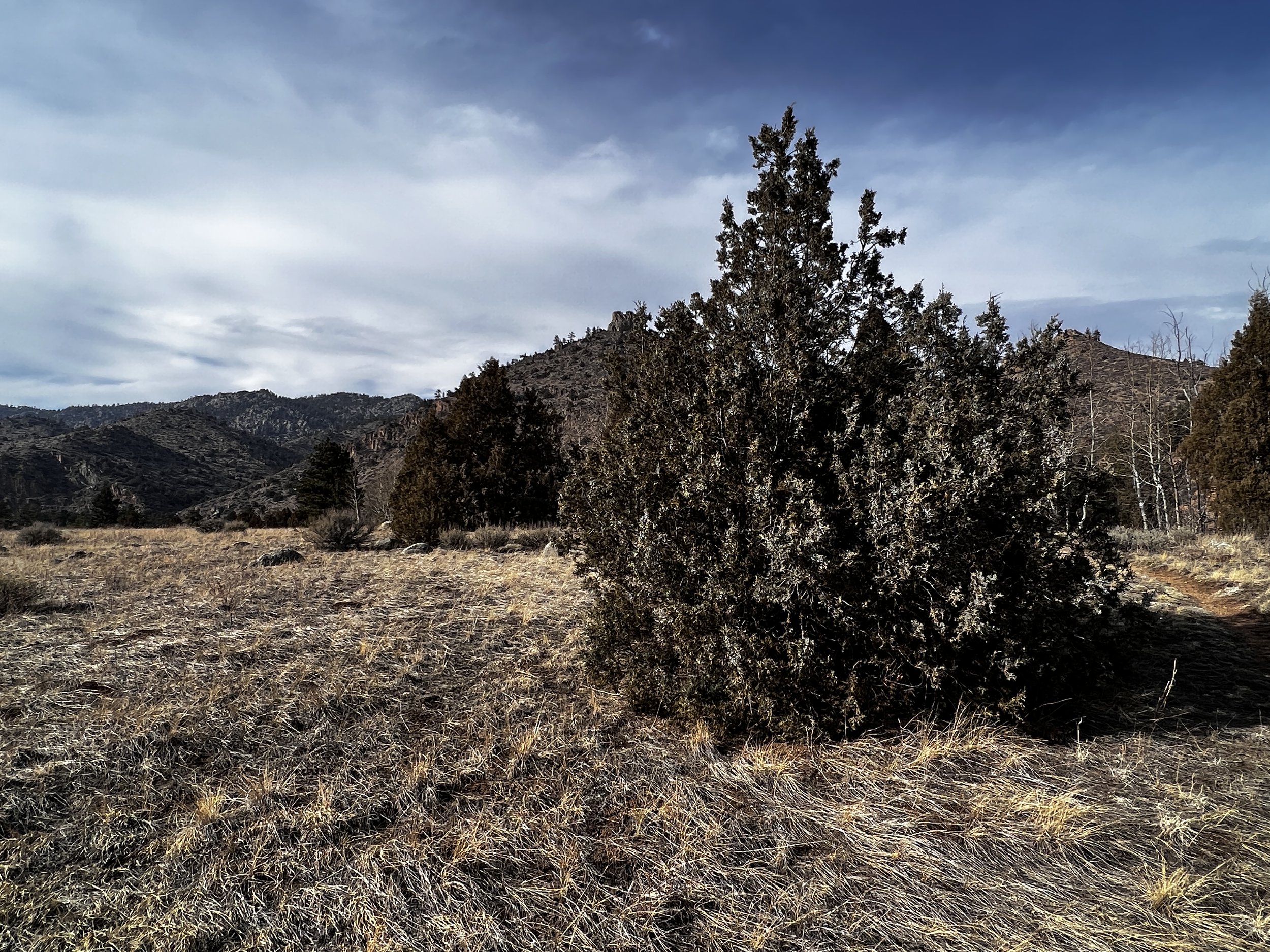 Rocky Mountain Juniper