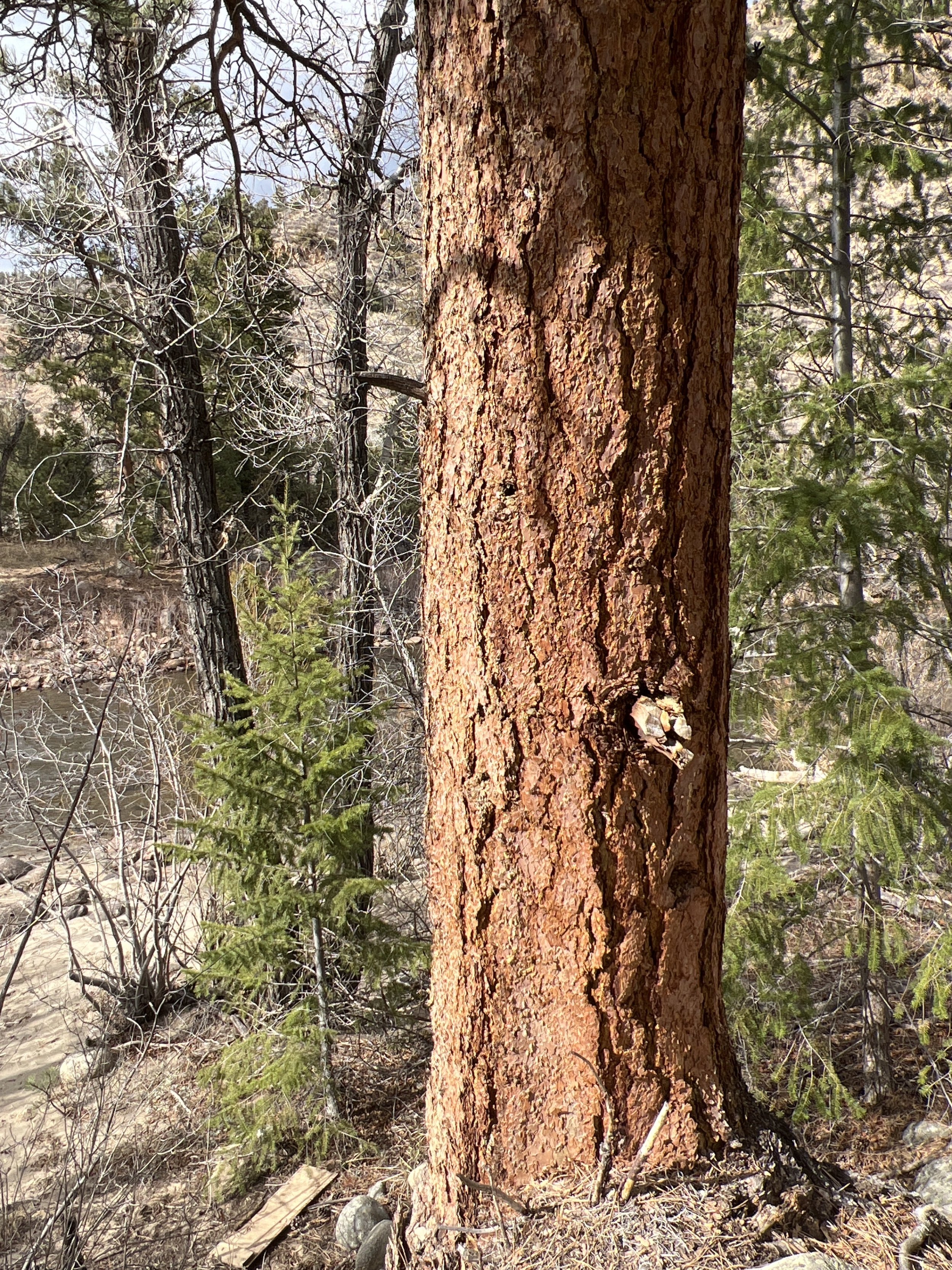 Ponderosa Pine