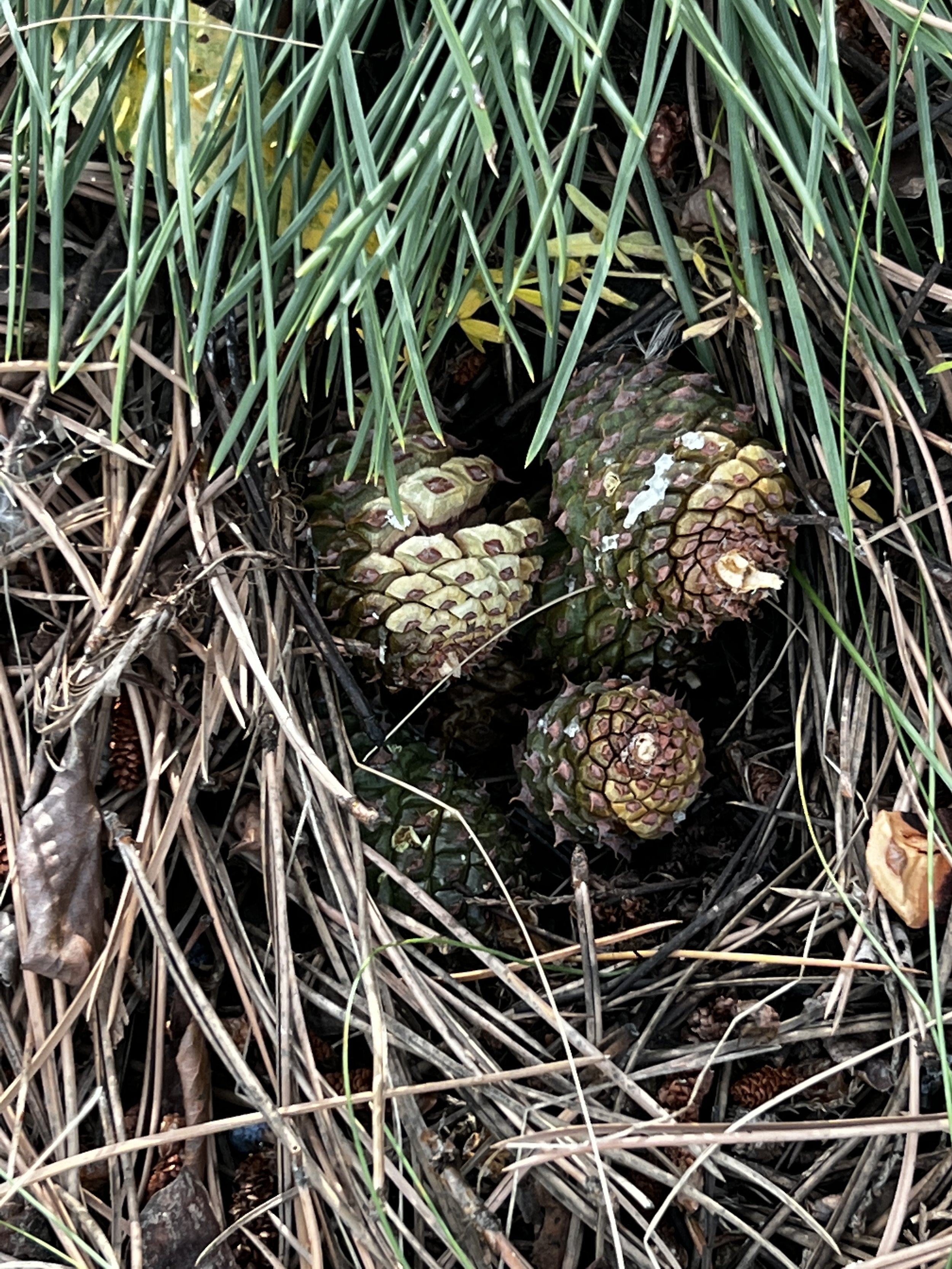 Green Poderosa Pine Cones