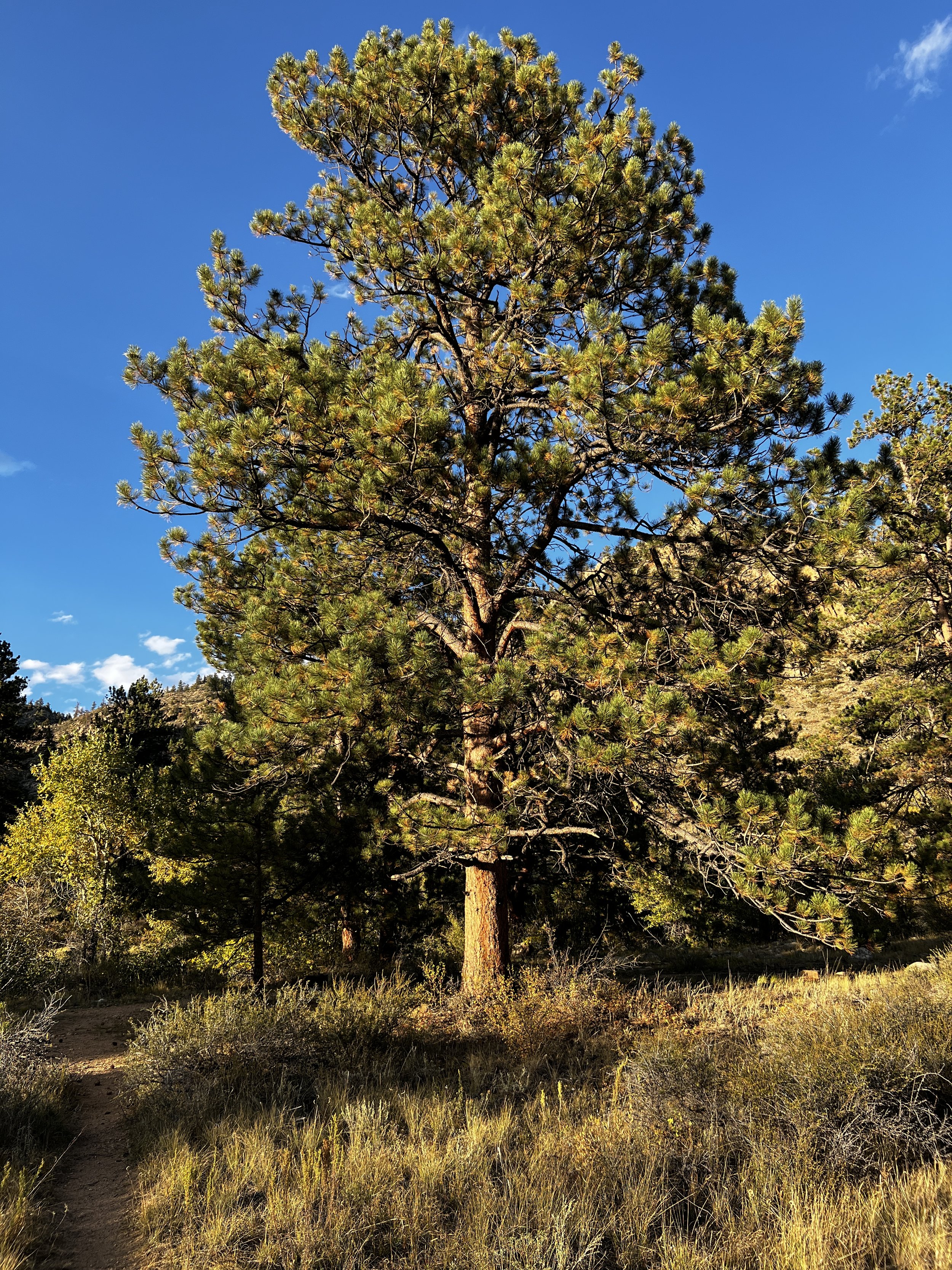 Ponderosa Pine