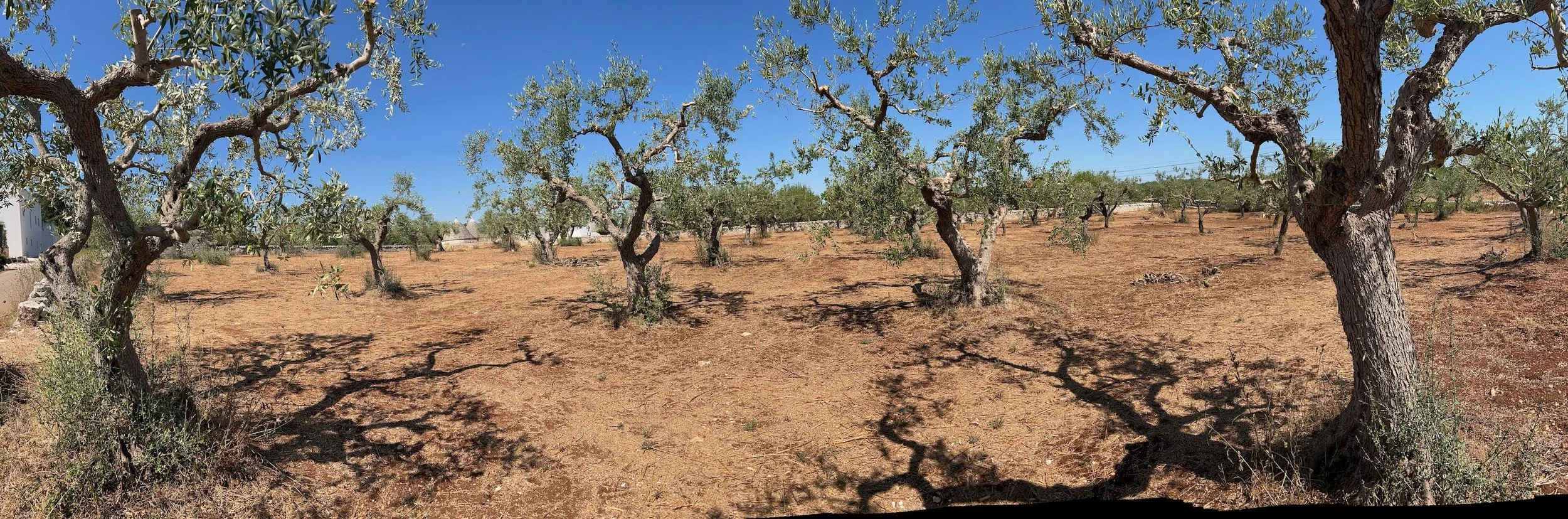 More olive trees around Puglia than you can shake a stick at. possibly more ethanol anywhere else in the world.