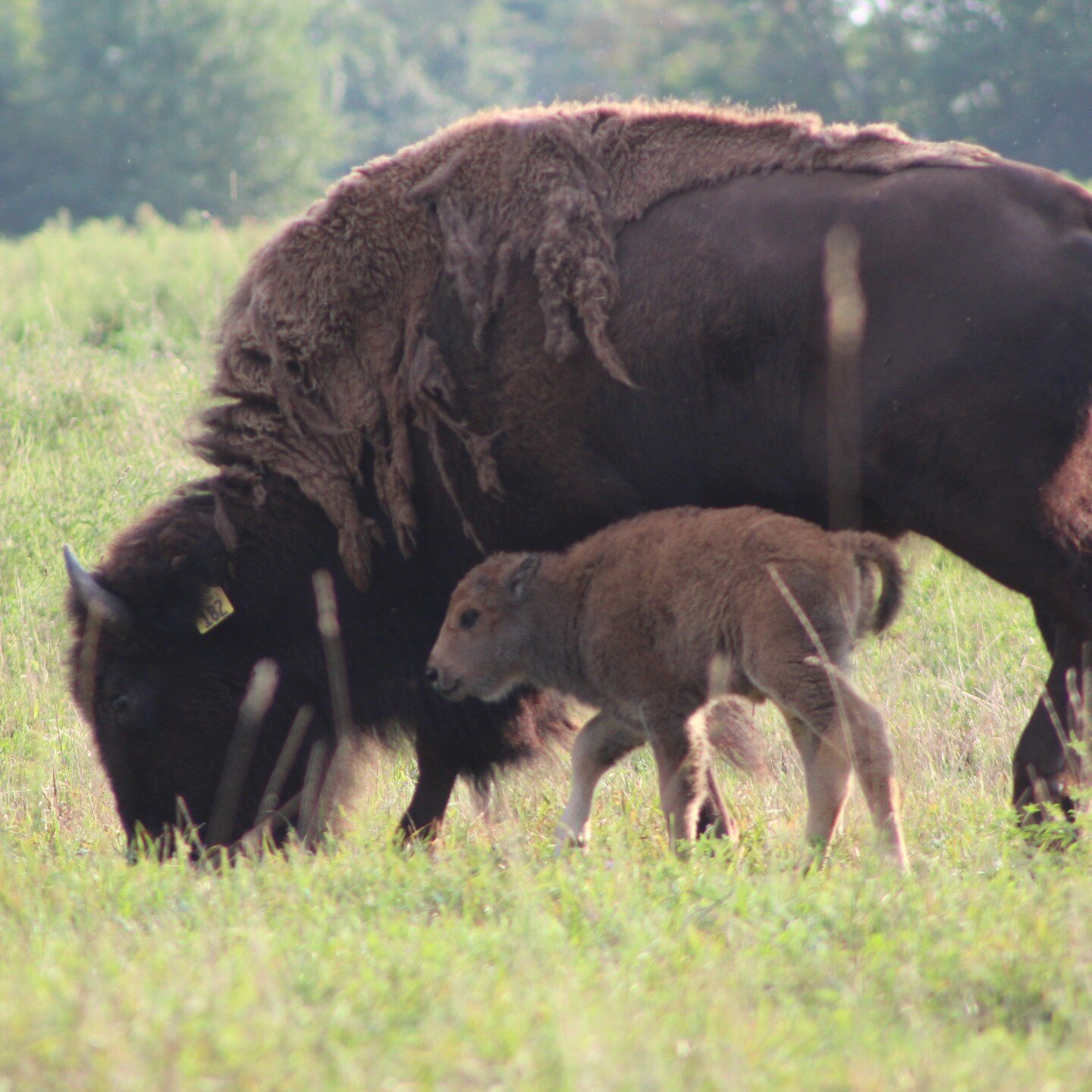 New arrival late last night. Mamma and little one are doing just fine, a first for all involved. 
#americanbison#bisoncalf#bison#farmlifebestlife#millersburgpa