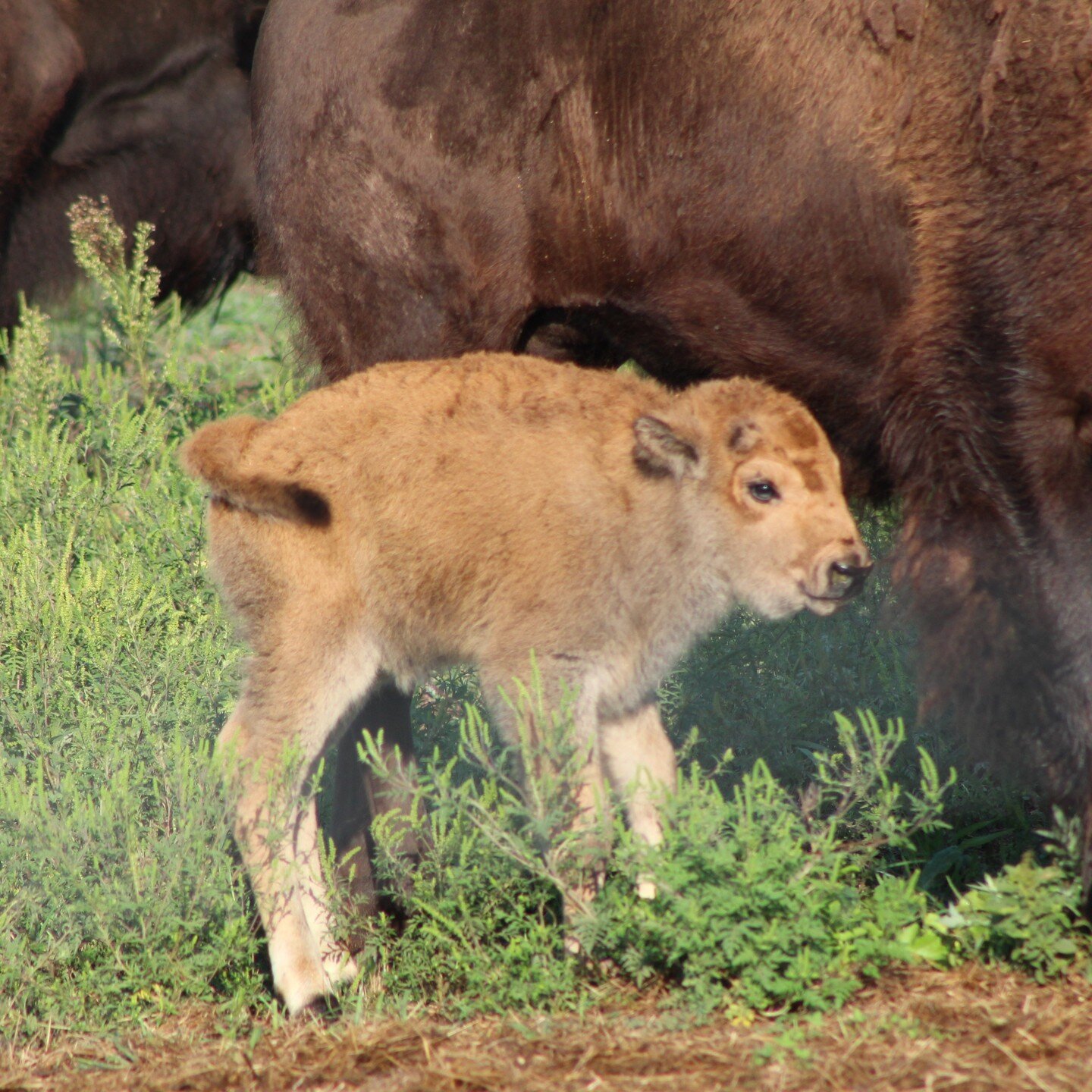 #bisoncalf#firstbaby#americanbison#bison#farmlifebestlife#millersburgpa