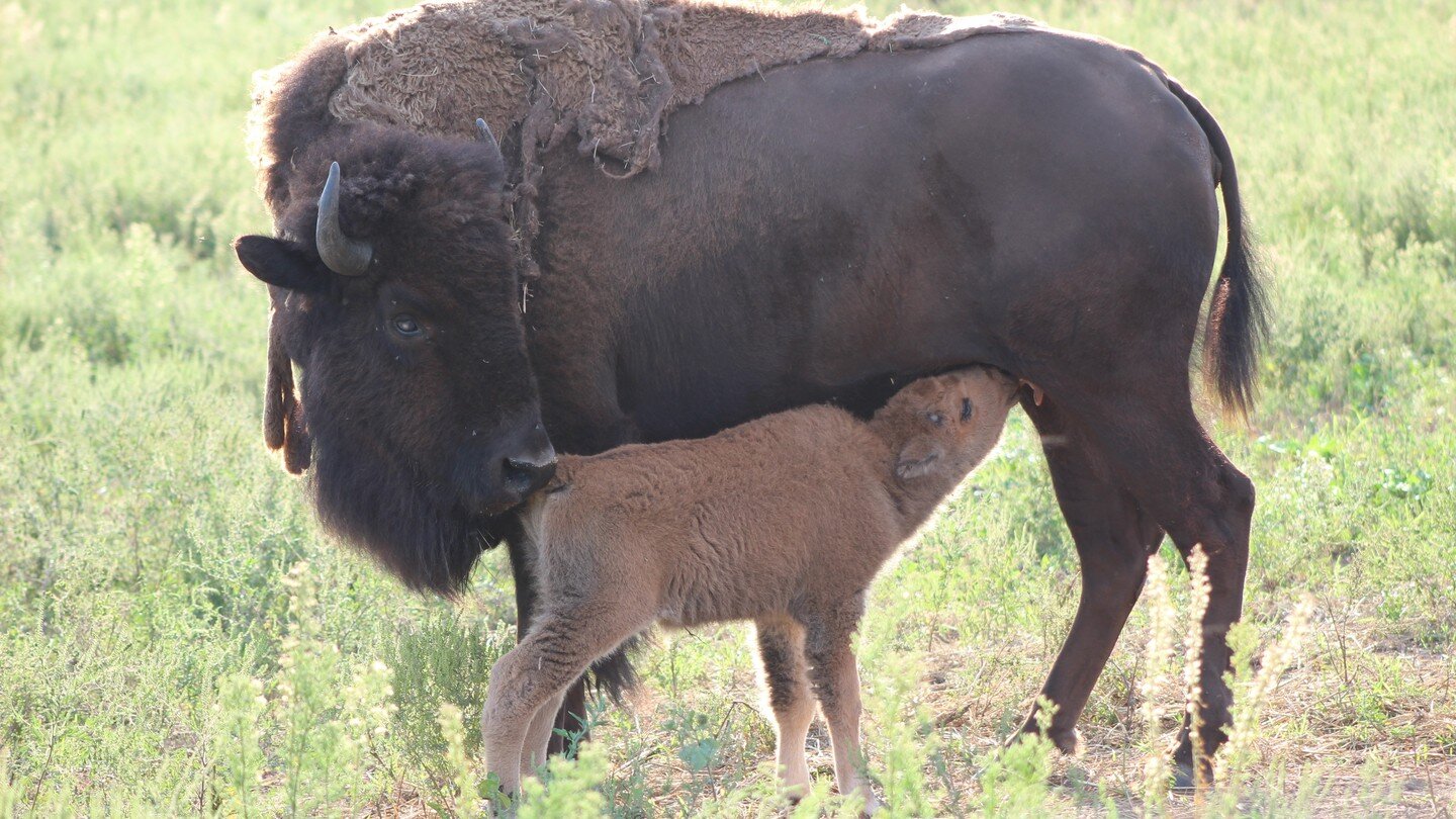 #nursingbaby#americanbison#bisoncalf#bison#farmlifebestlife#millersburgpa
