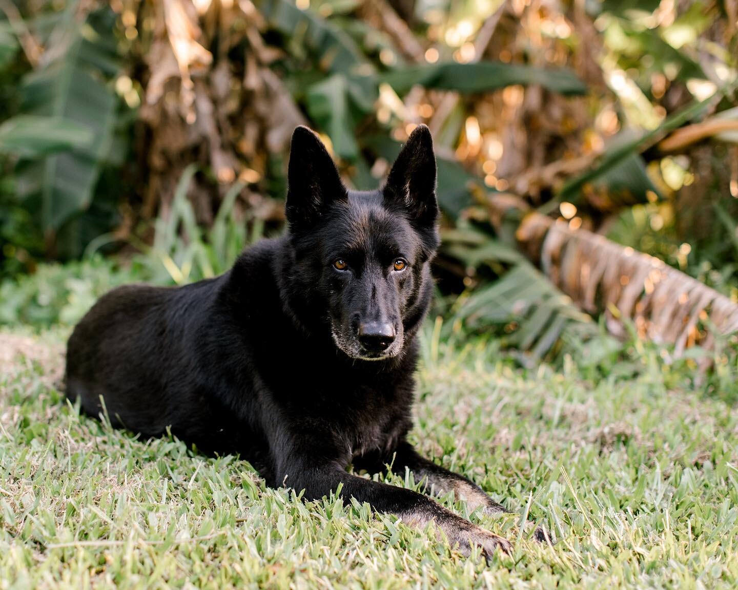 My handsome boy, Rio, turned 11-years-old recently. He is the best boy, literally THE best boy, and I&rsquo;m so grateful that he&rsquo;s still by my side. He has a progressive neurological condition, and according to the vet, he wasn&rsquo;t suppose