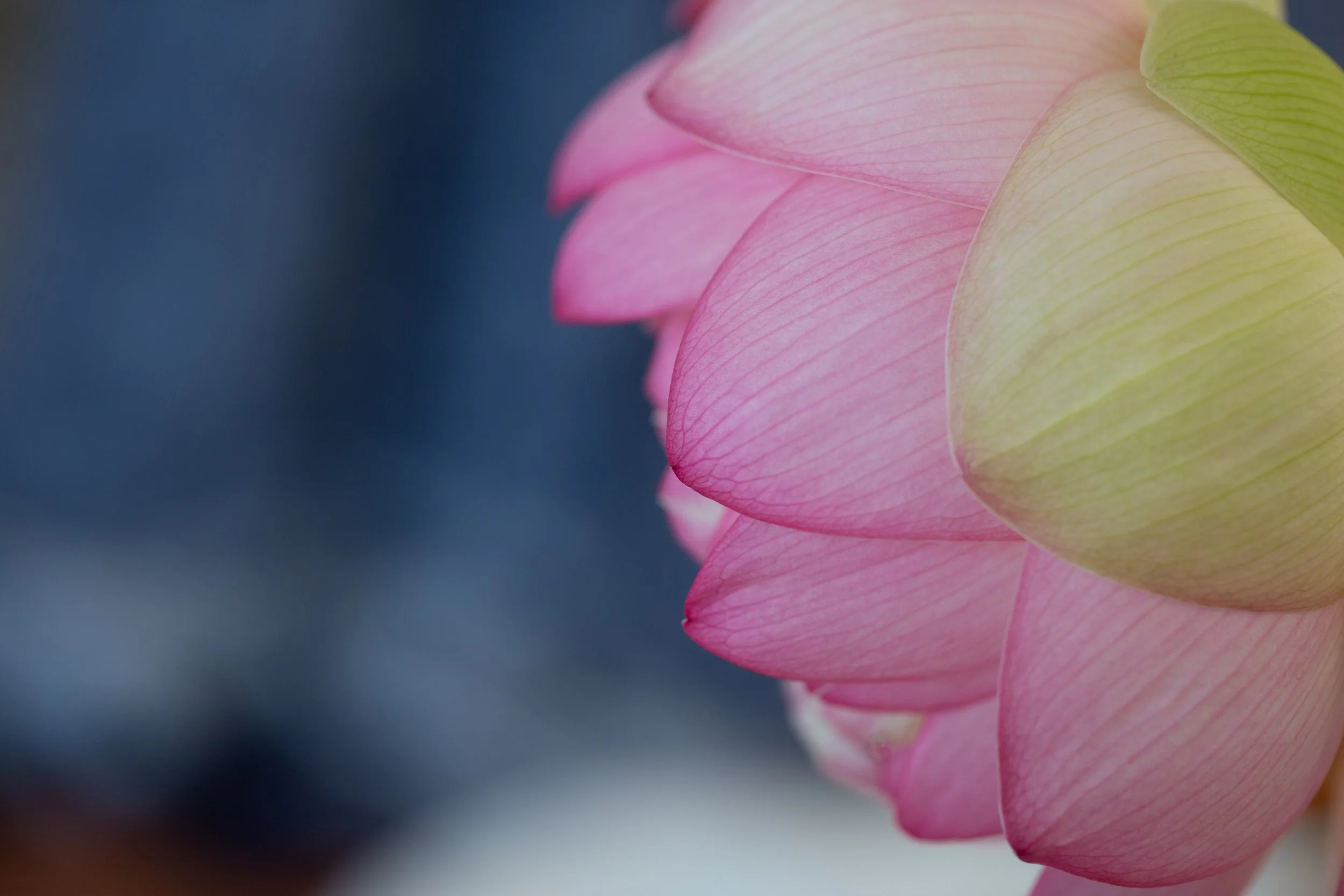 Lotus-53.jpg