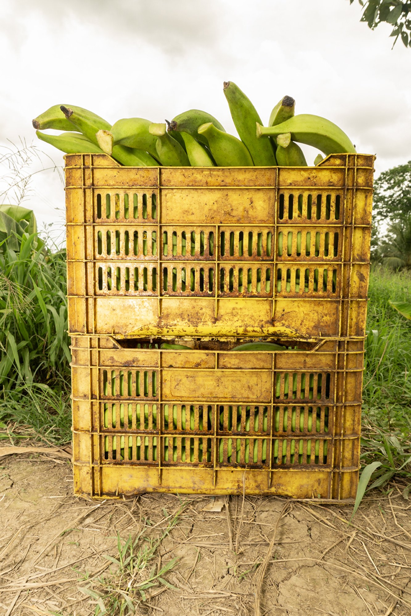 A crate of plantains harvested by children in Sixaola, Limón, Costa Rica. These plantains are exported to South America.