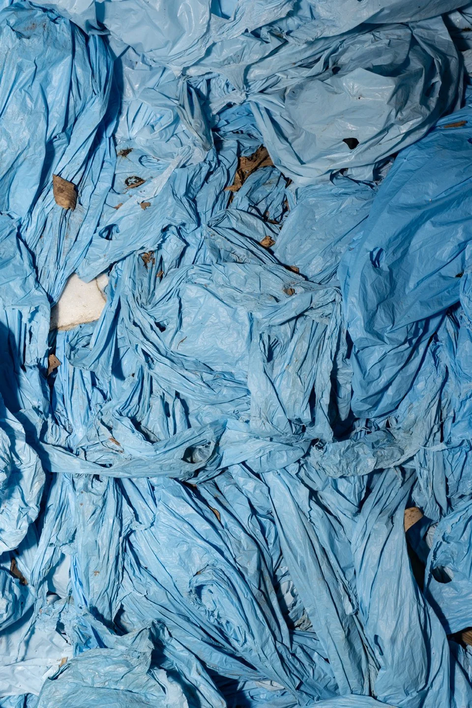 Blue plastic banana bags impregnated with insecticides such as chlorpyrifos or bifenthrin are seen on a plantation in Costa Rica. The bags are used to protect banana bunches from pests but pose serious health risks to workers, including acute toxicit