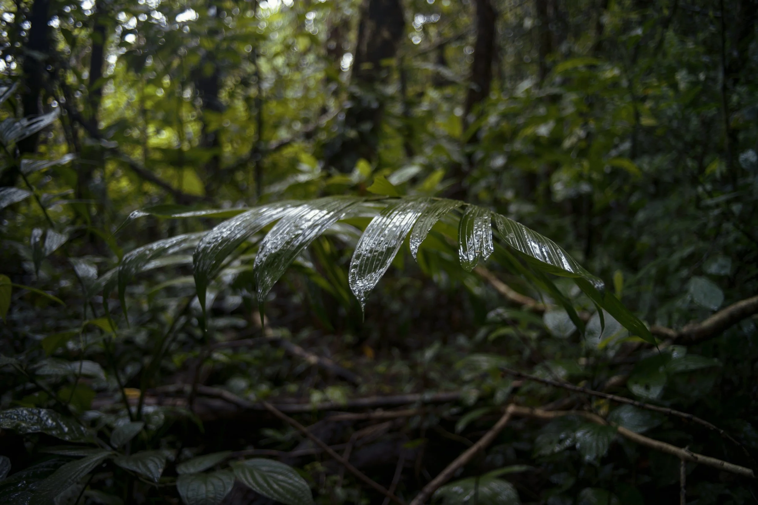 CostaRicaClimateVisionariesDSC06618.JPG