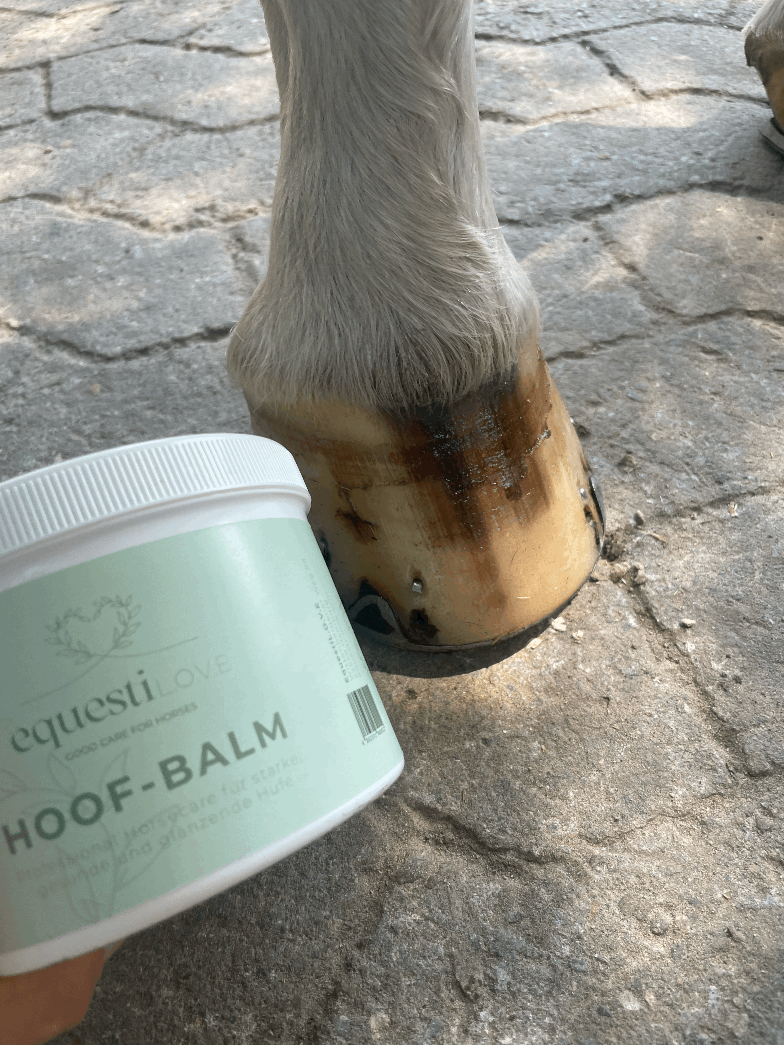 hufbalsam dose pferdehuf