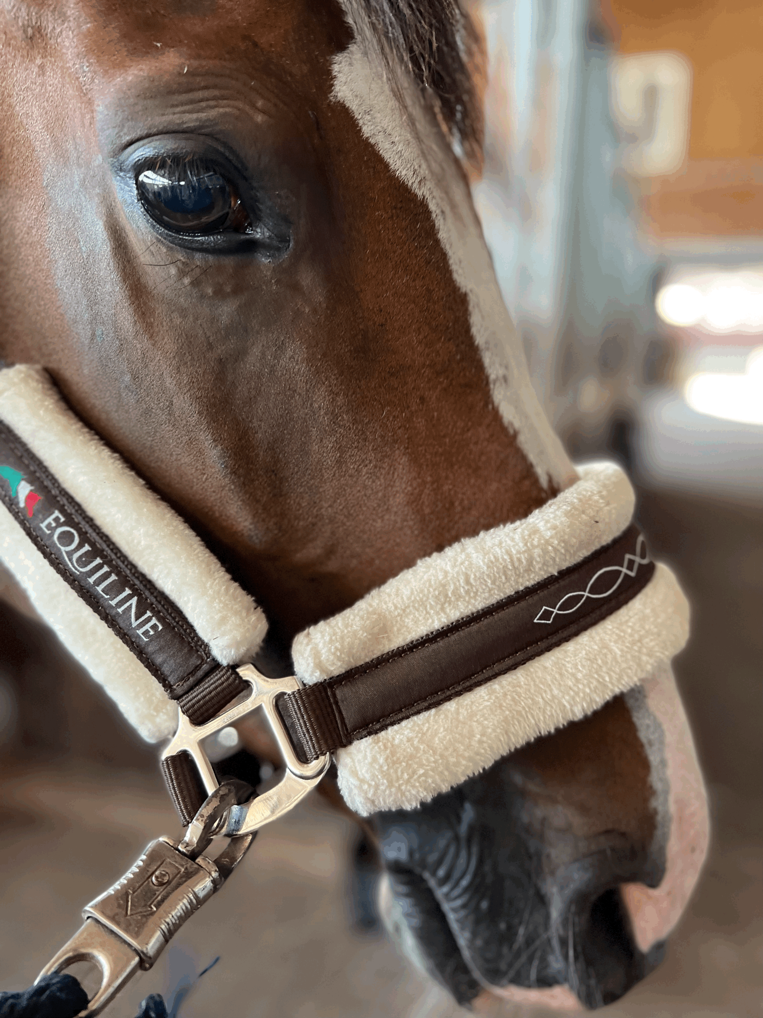 Pferd Kopf Halfter Equiline