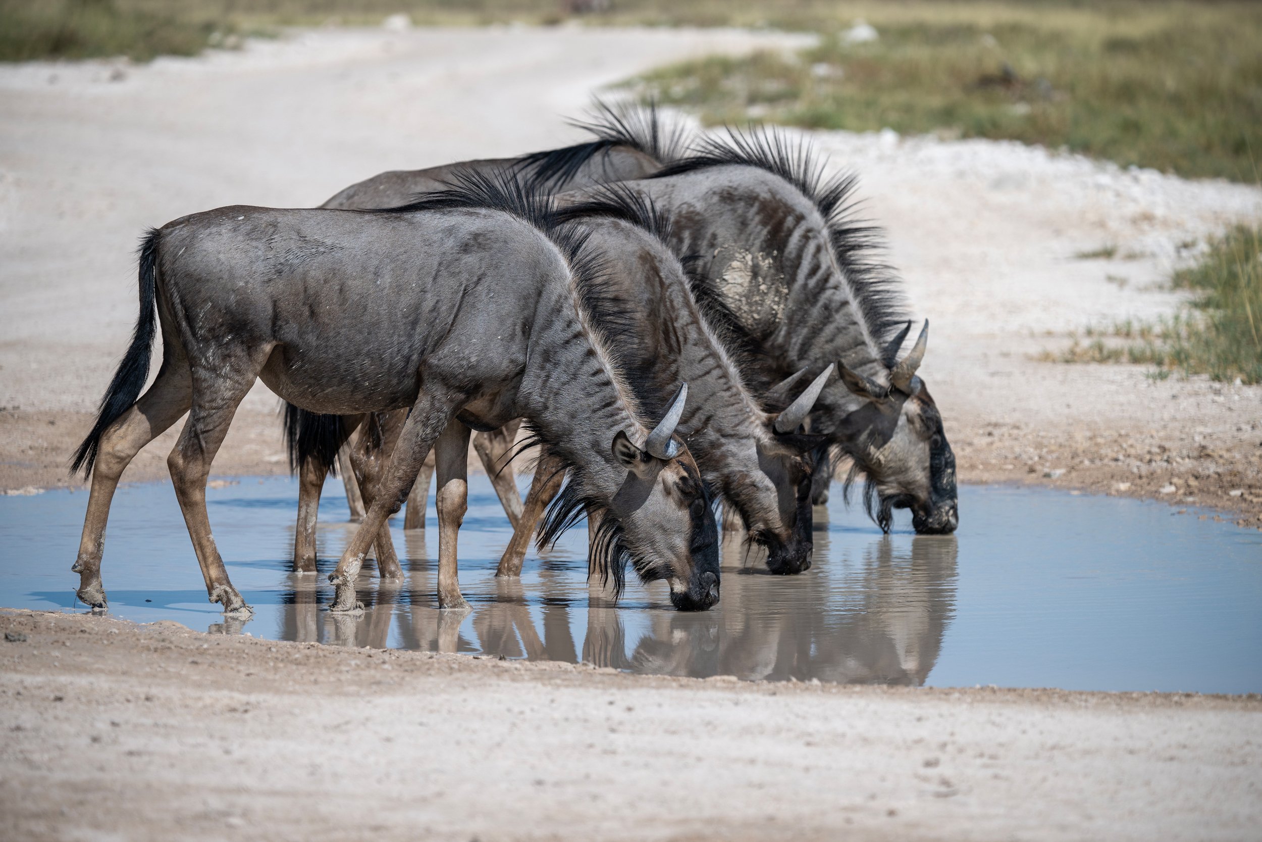 Wildebeest drinking