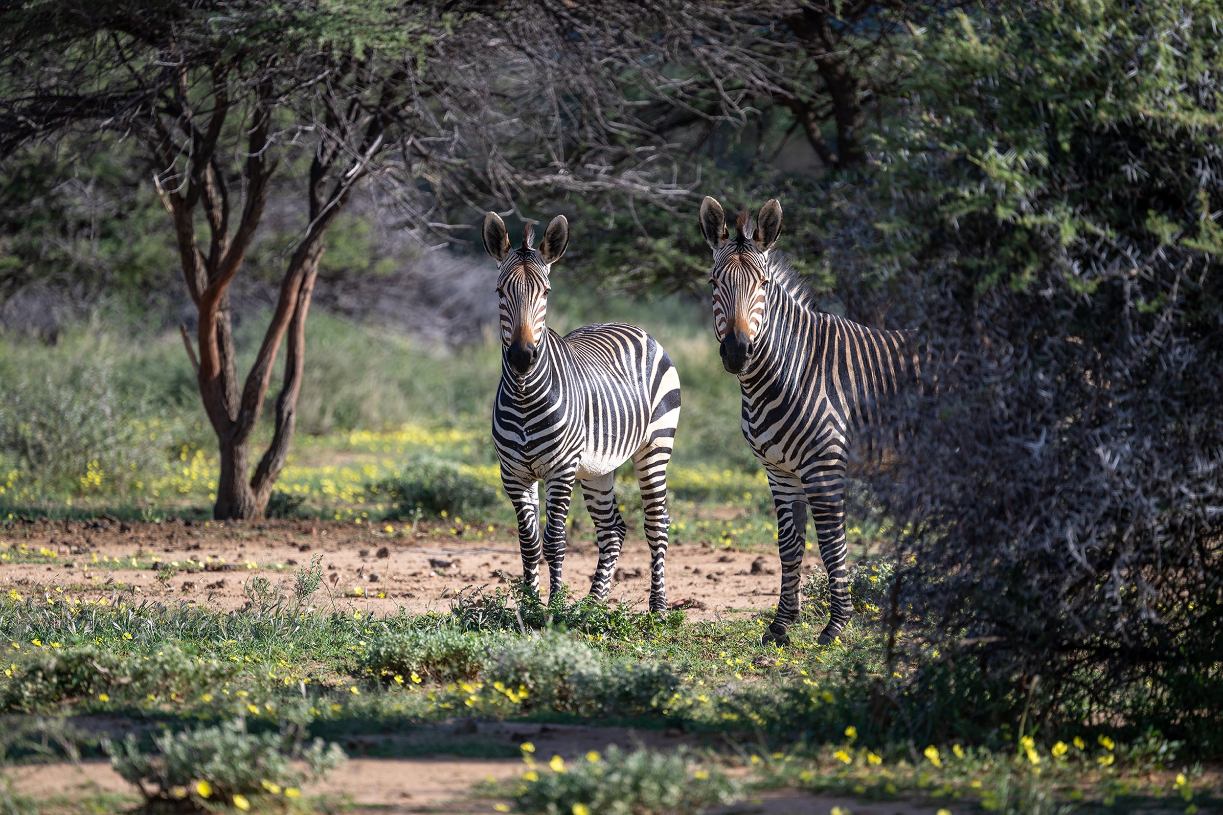 Hartmann's Zebra