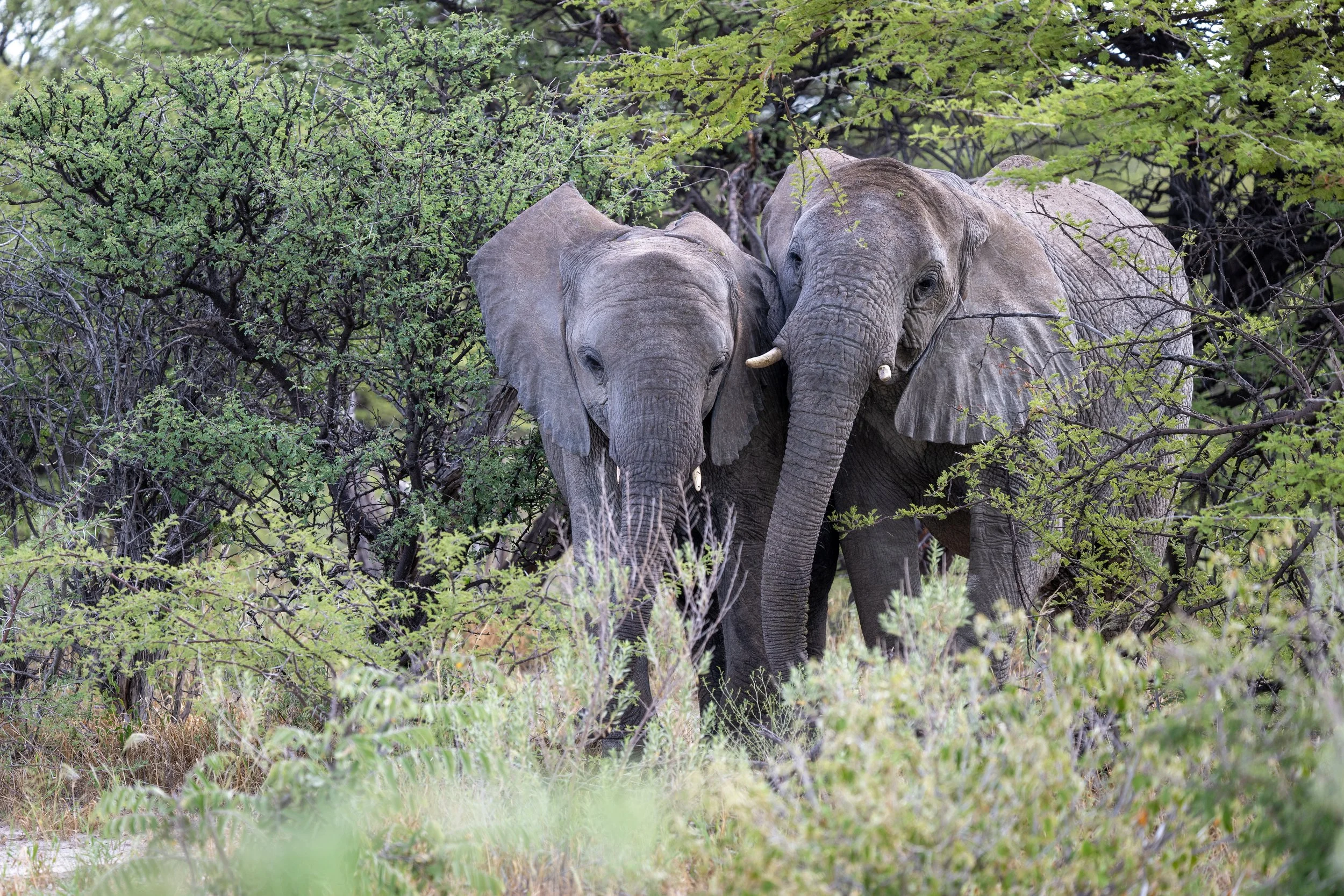 Elephants