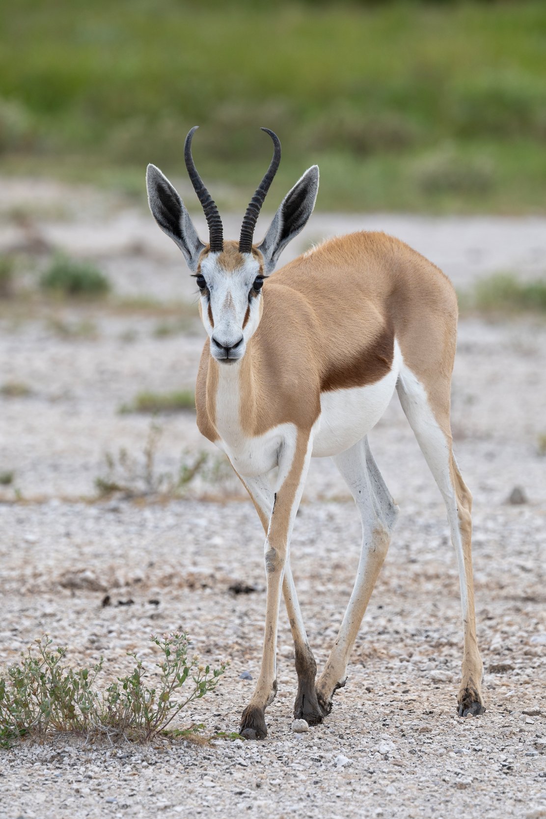 Springbok
