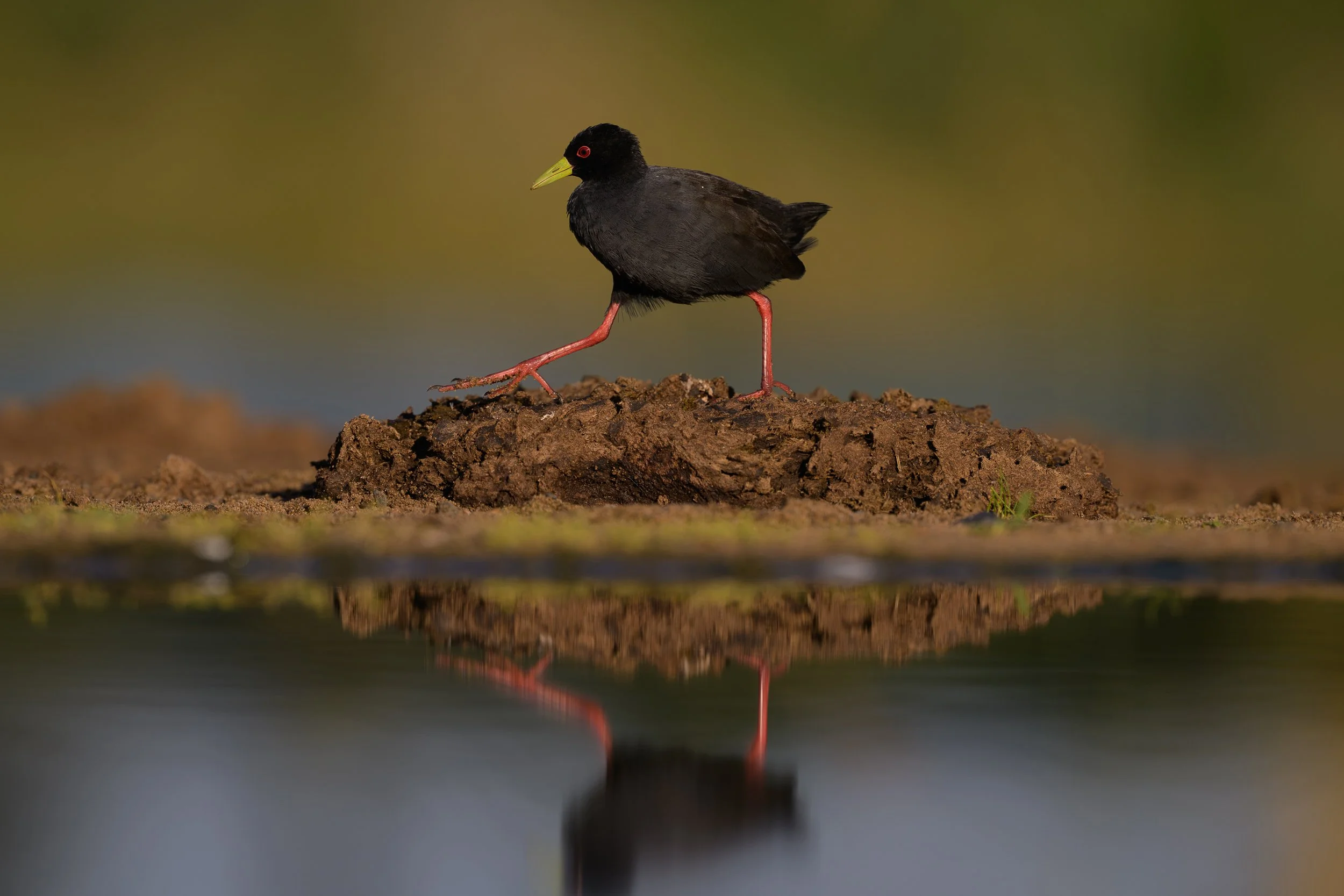 _NZ99640.jpg