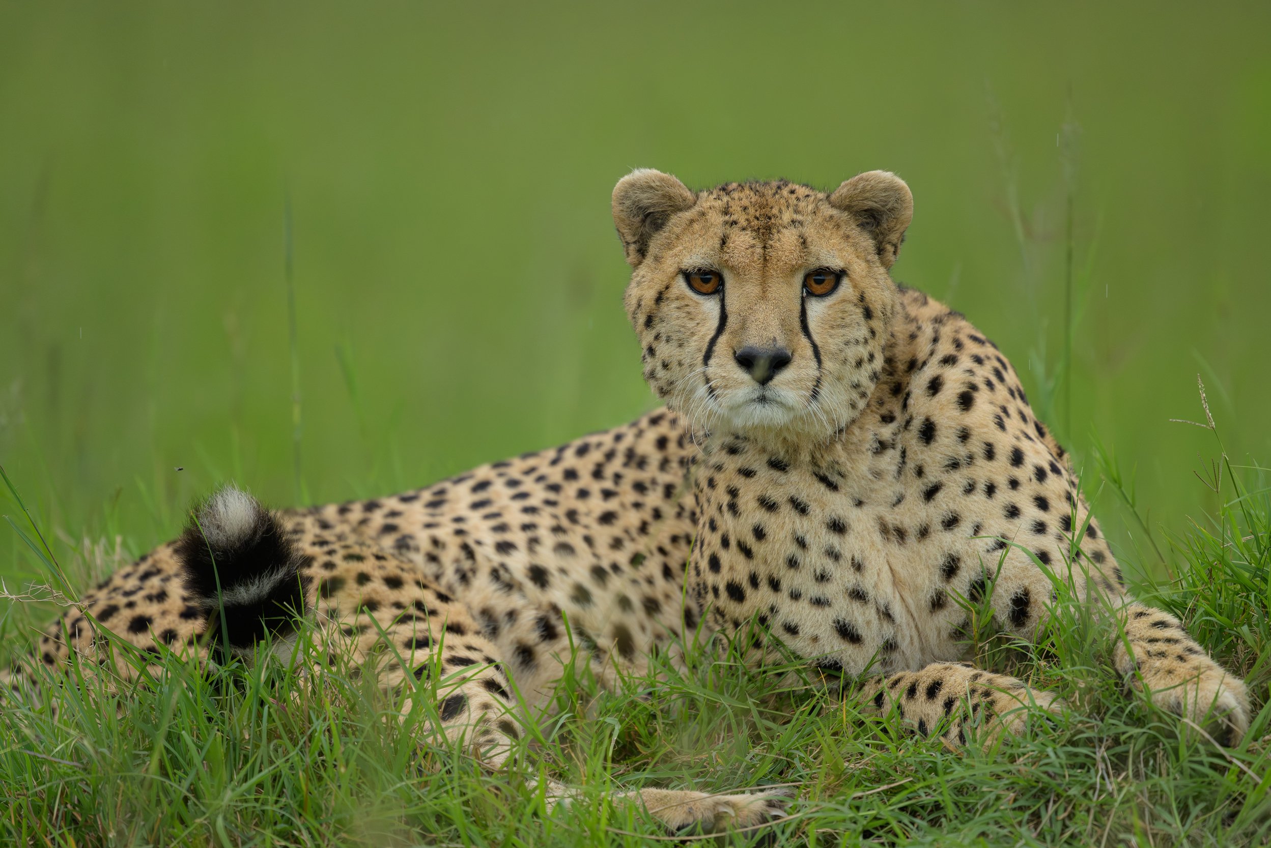 _NZ97030-2.jpg