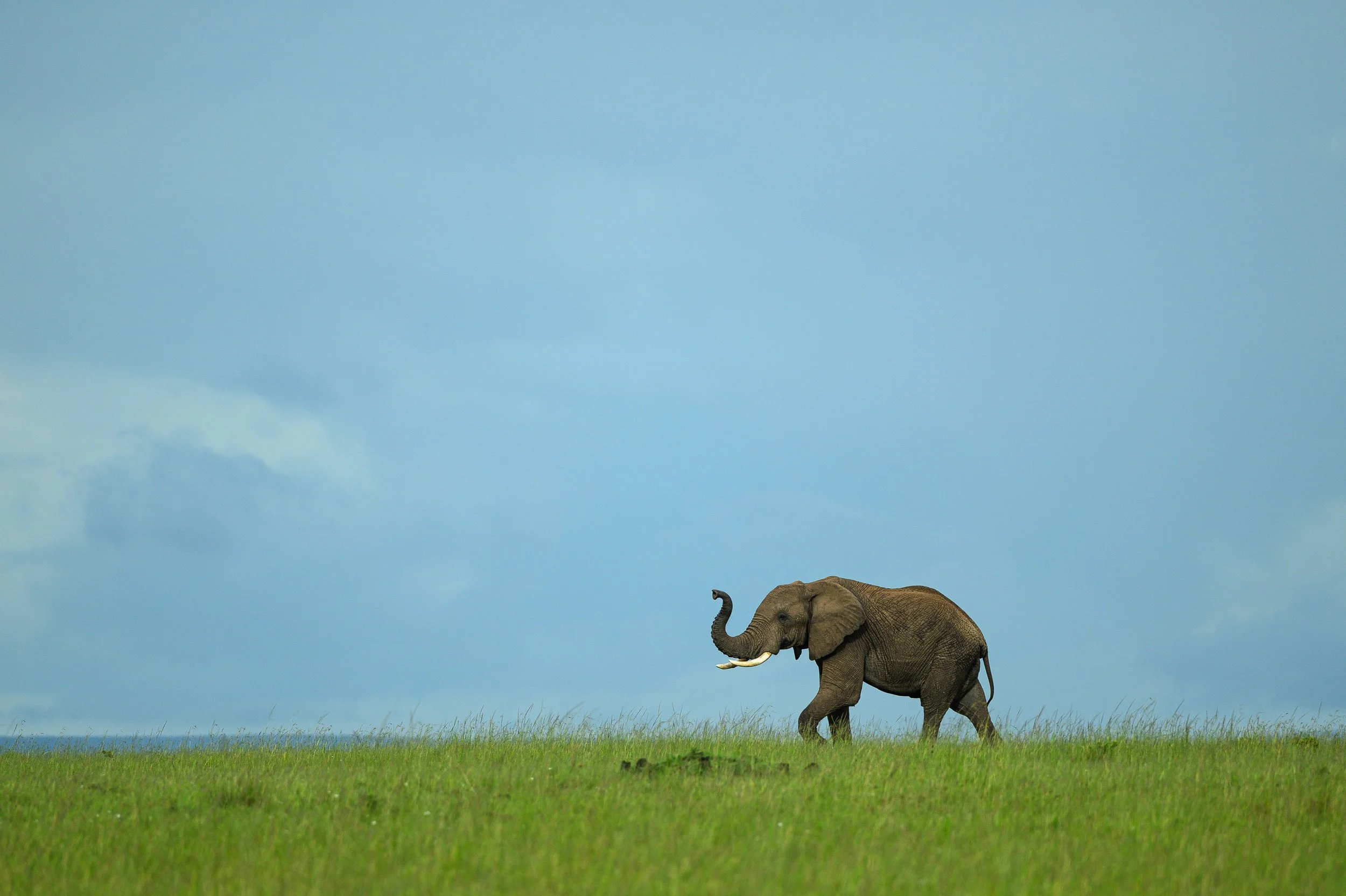 Mara North, Kenya