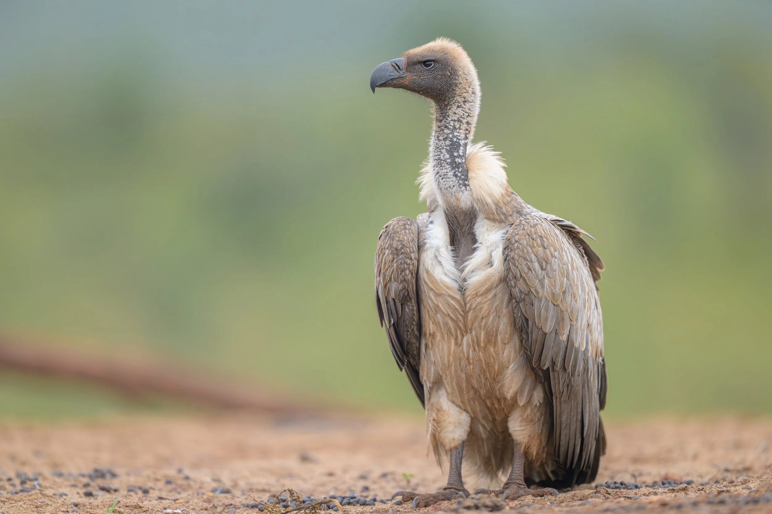 _NZ98308.jpg