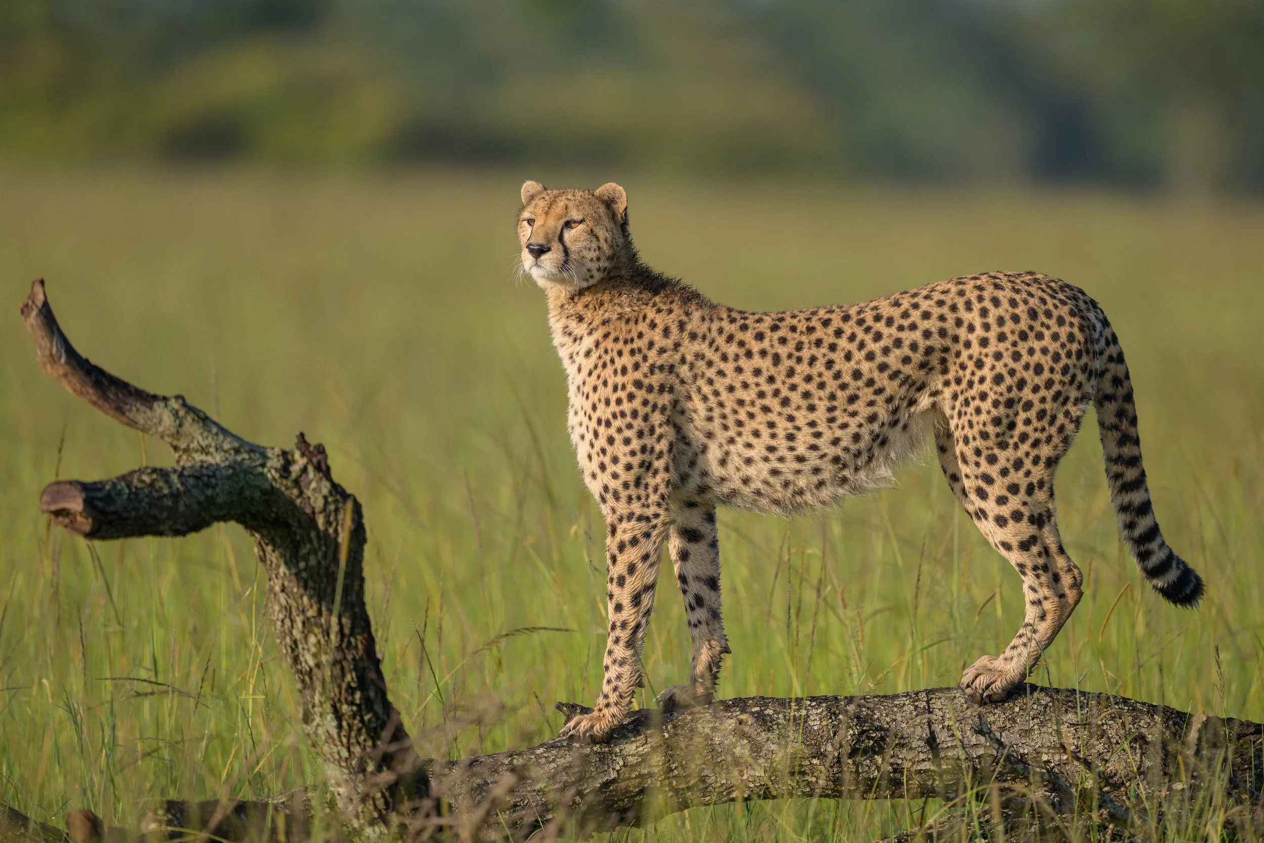 _NZ95400-Edit.jpg