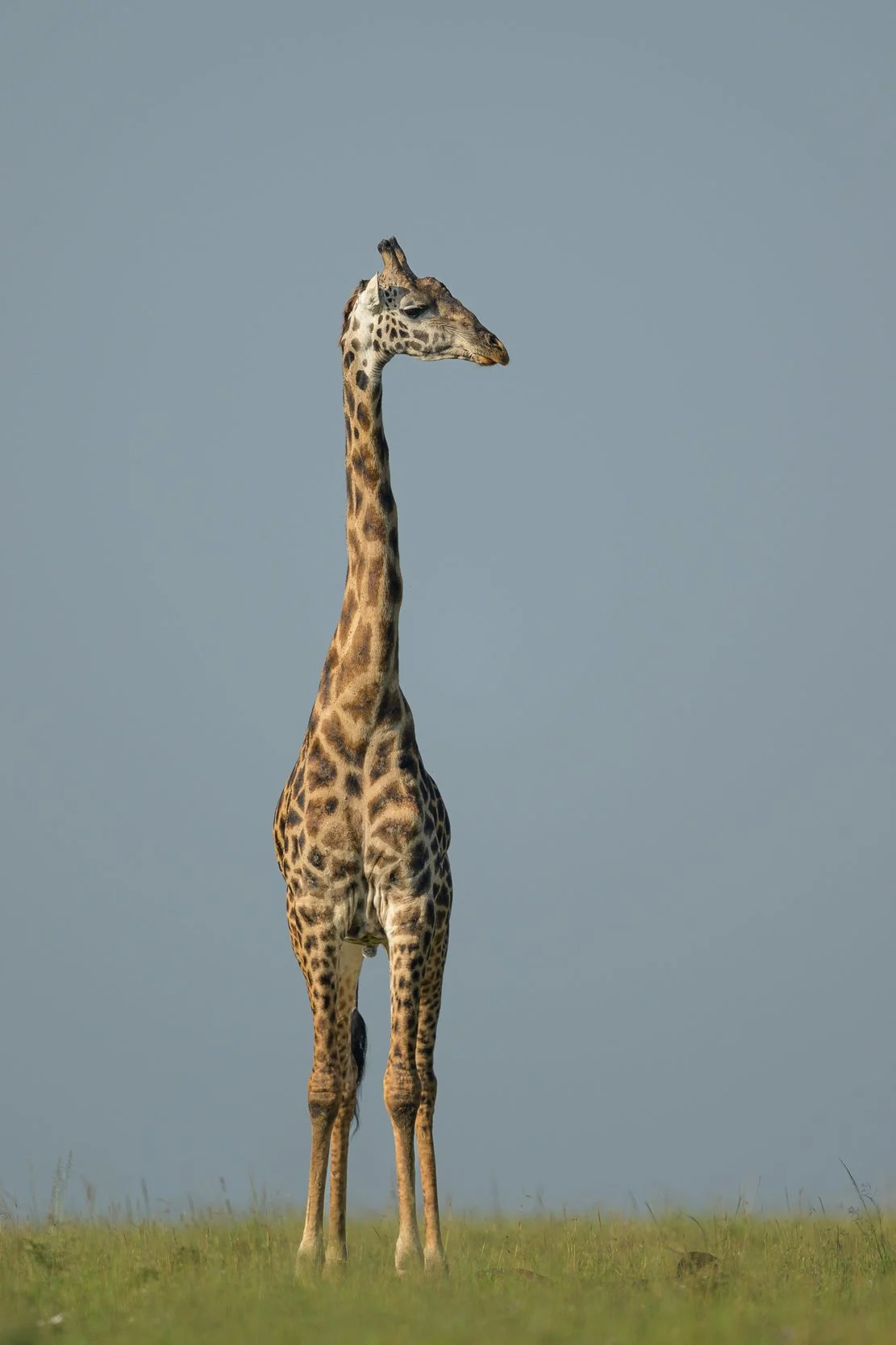 _NZ96165.jpg