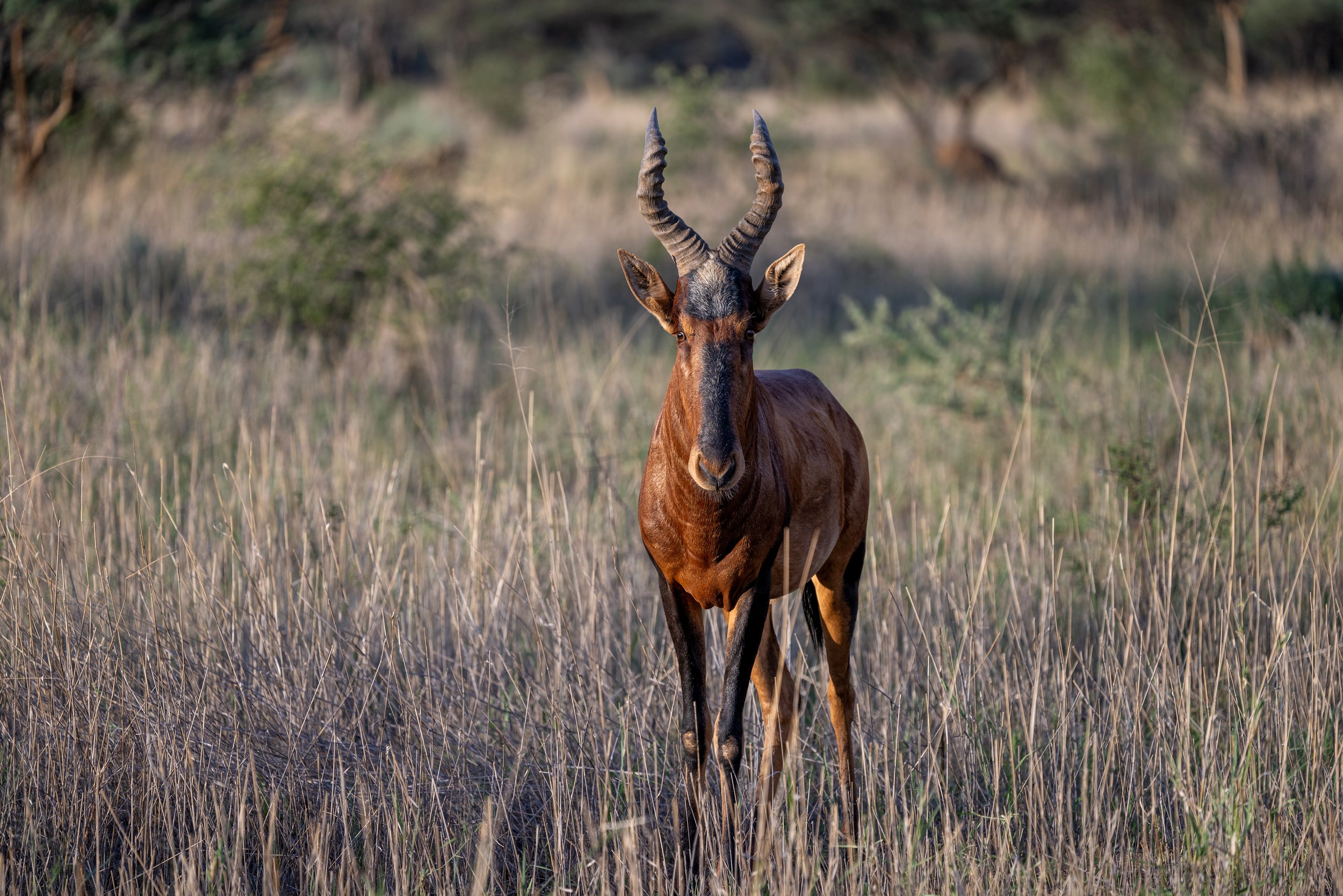 Red Hartebeest