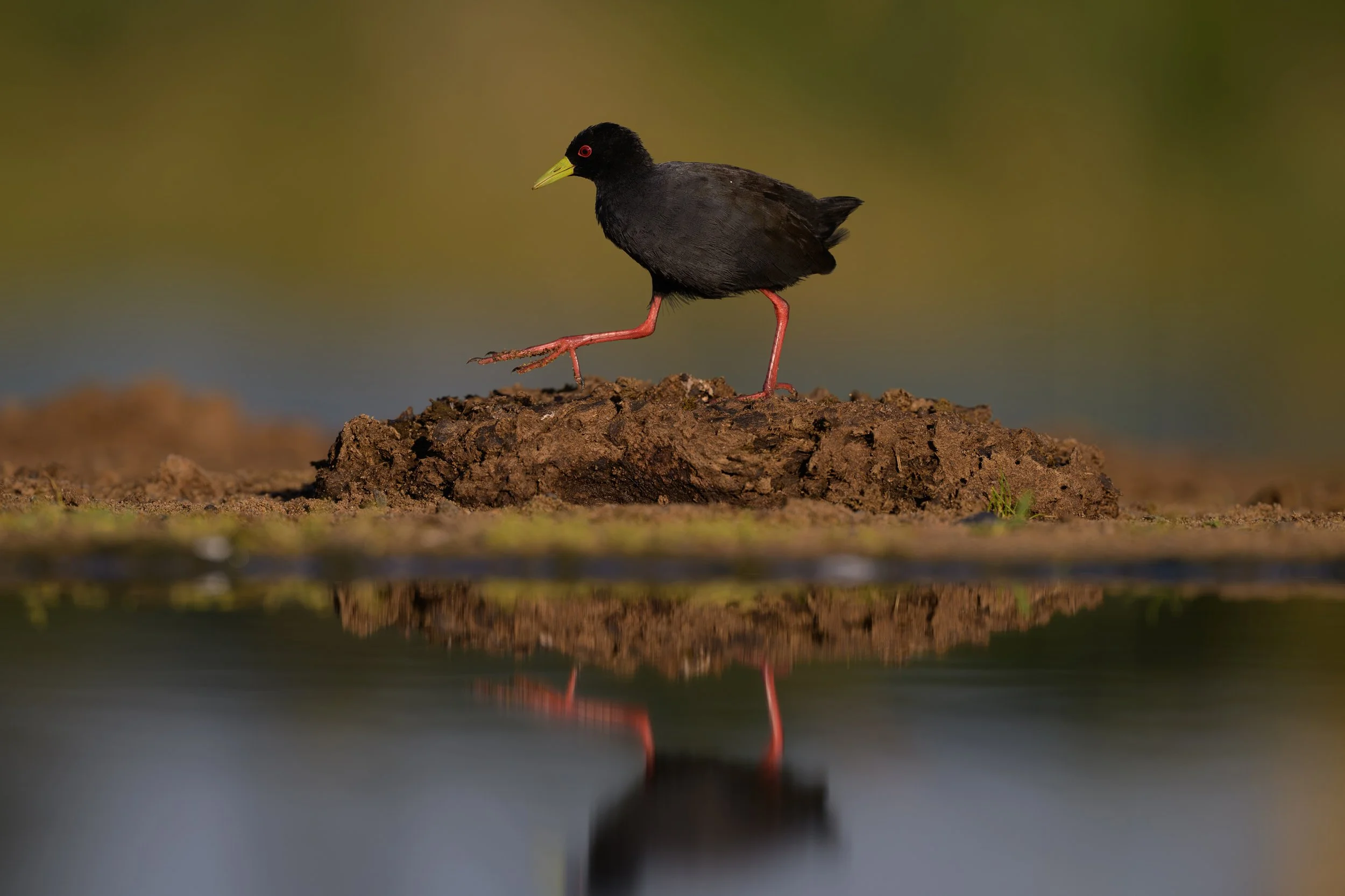 _NZ99639.jpg