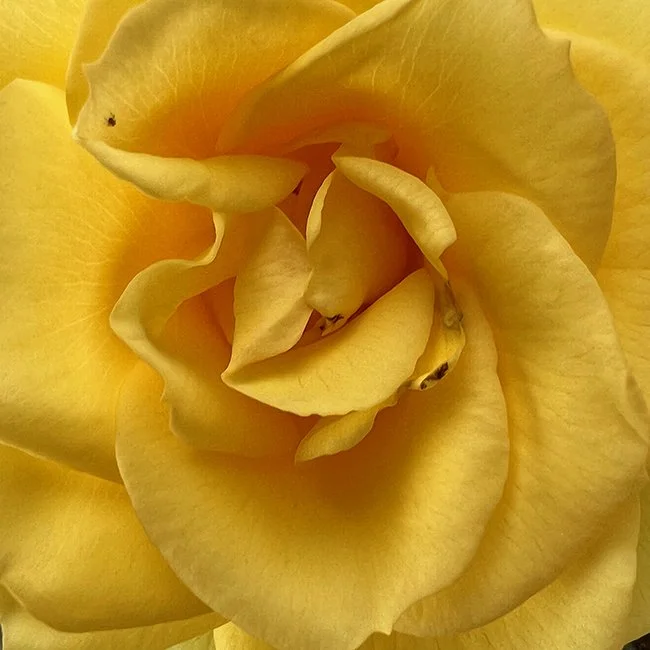miniature rose (yellow)