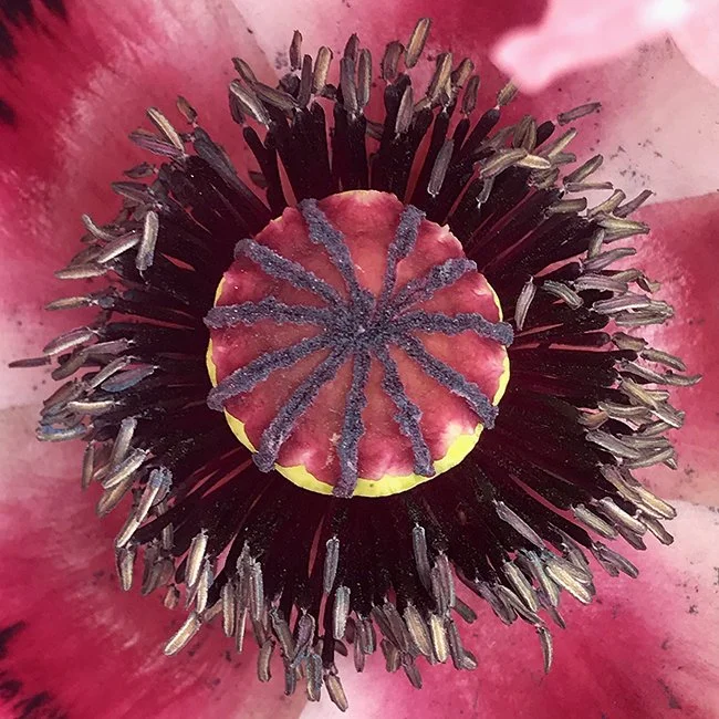 oriental poppy (pink)