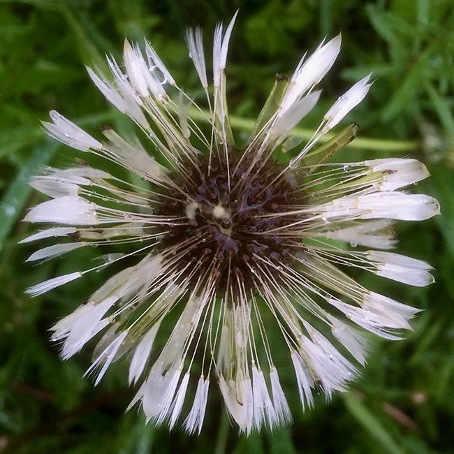 taraxacum
