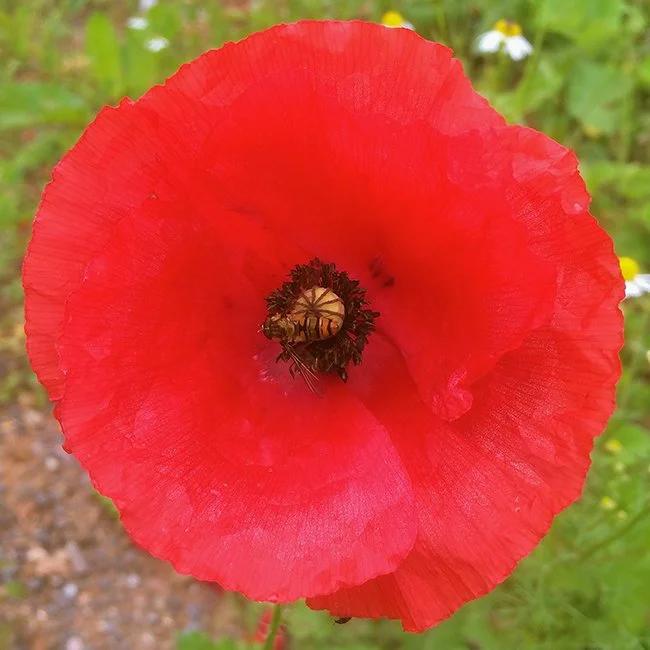 poppy #1