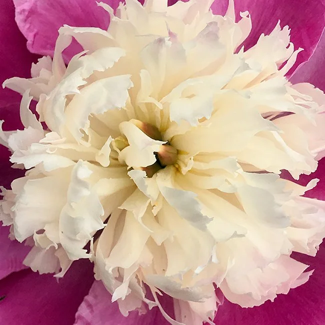 peony