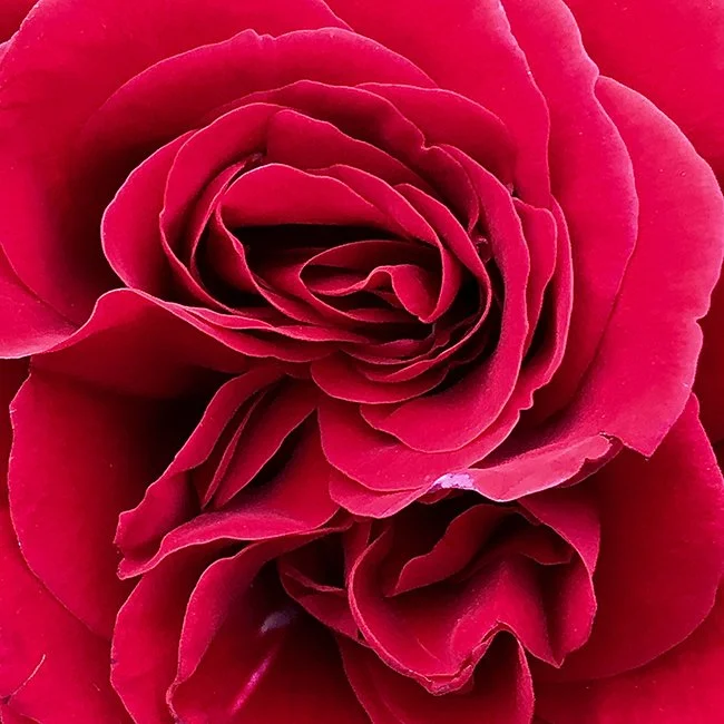 tea rose (red)