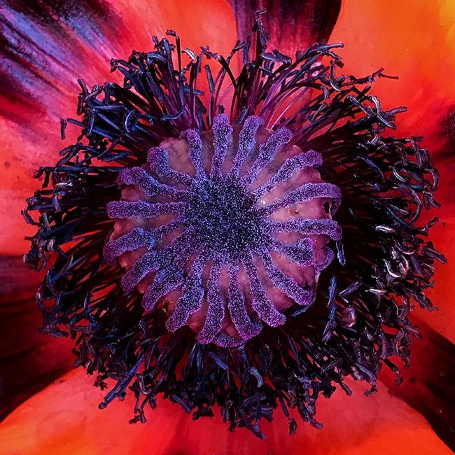 oriental poppy