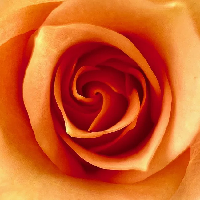 tea rose (orange)
