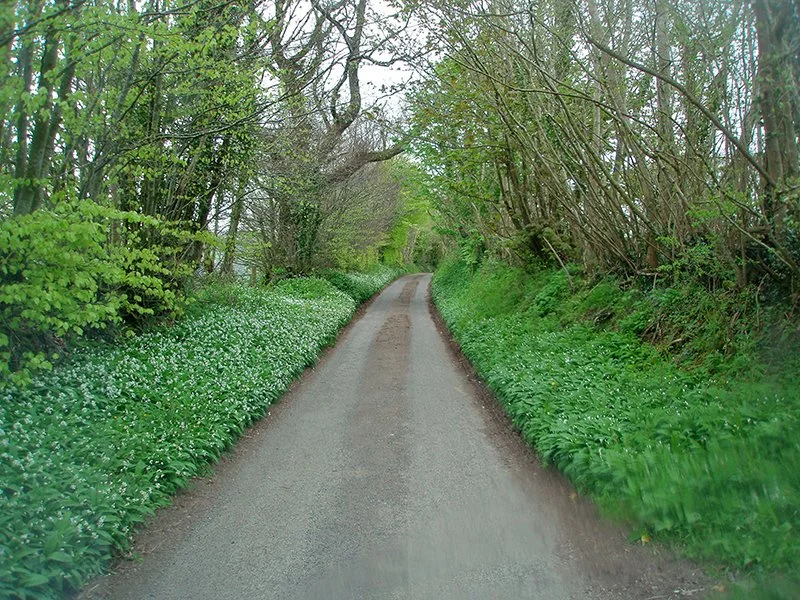 wild garlic