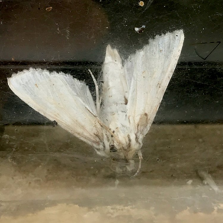 moth