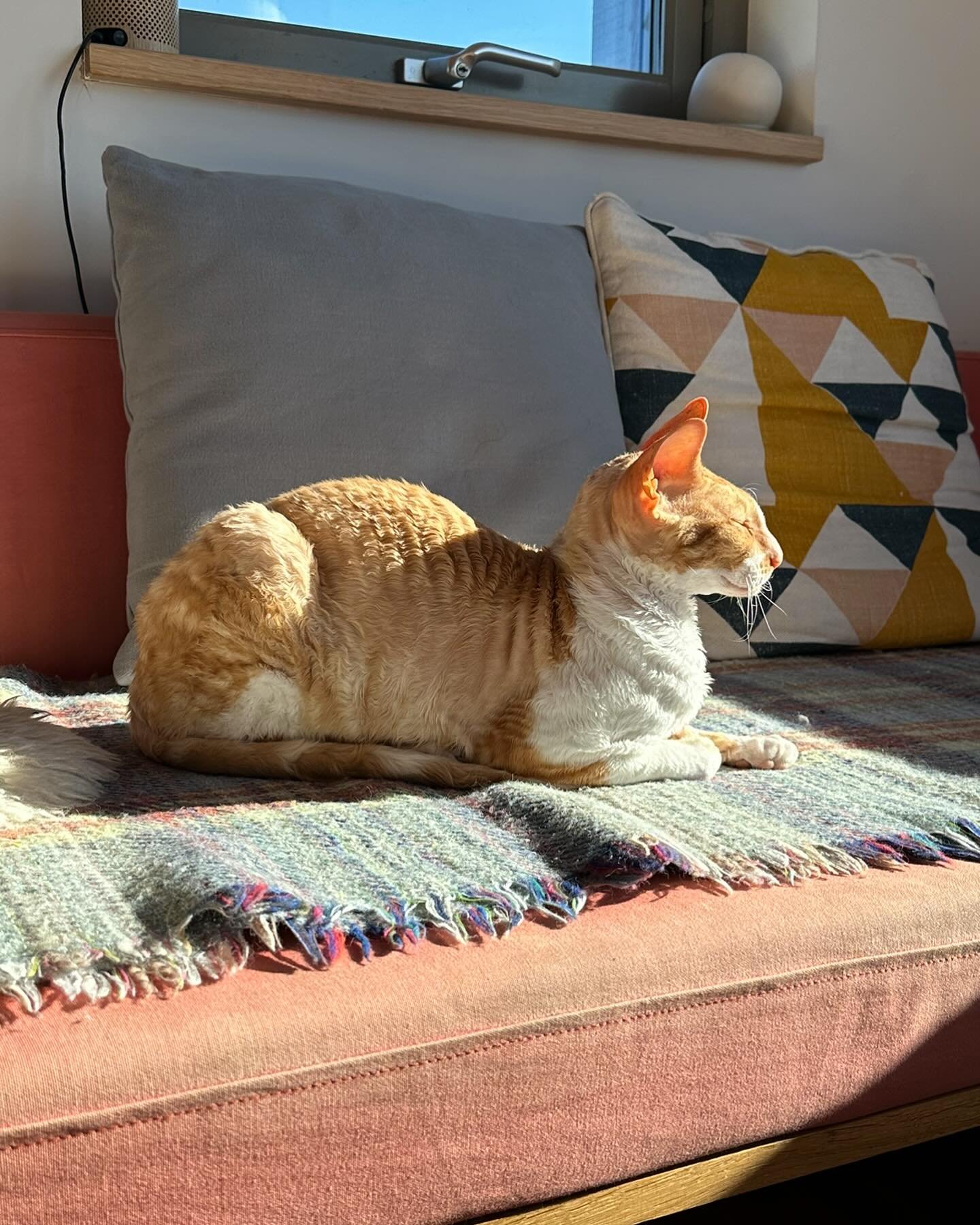 Apricot cat in the April sun.