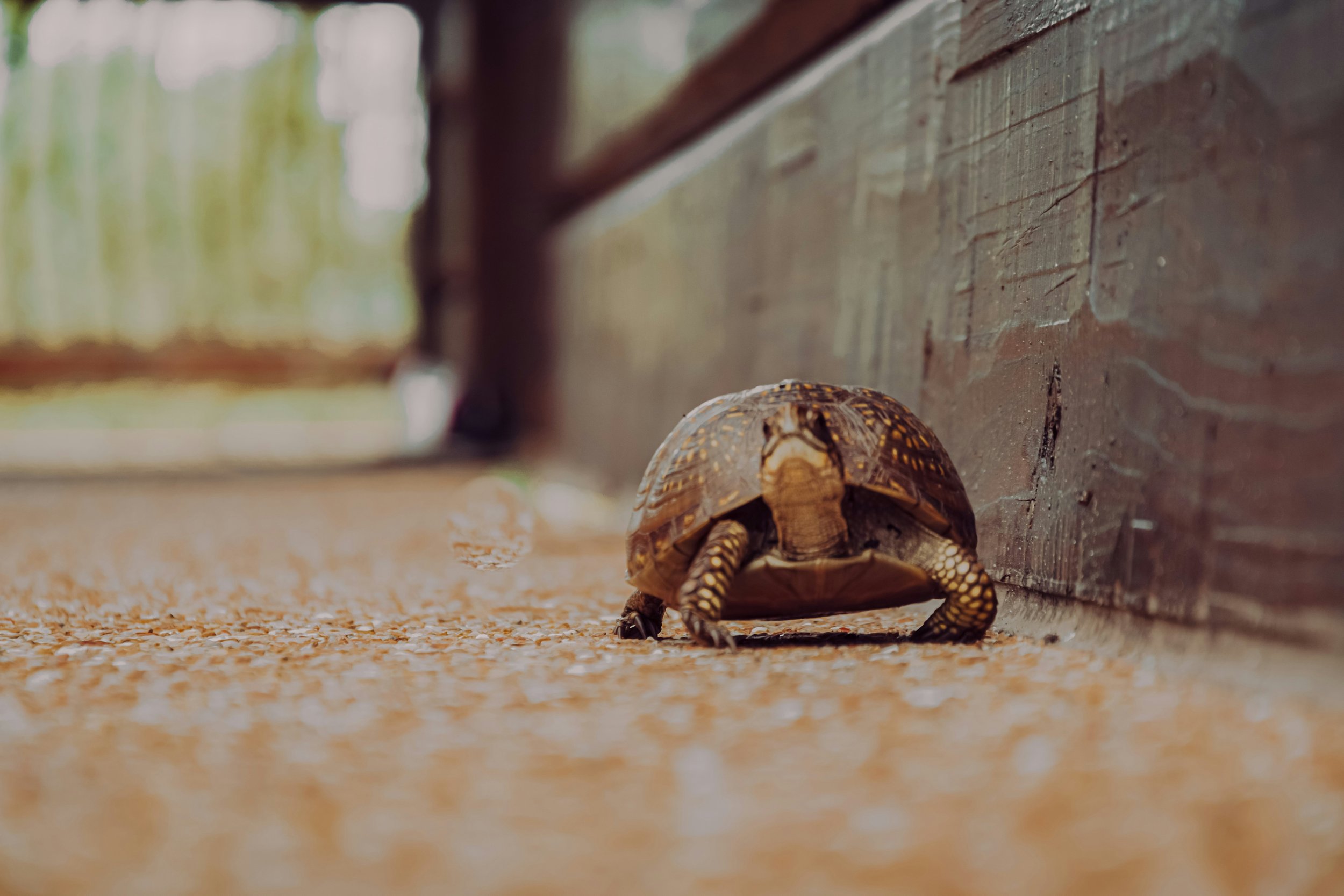 A photo of a turtle representing the slow hiring processes of the 2026 job market.