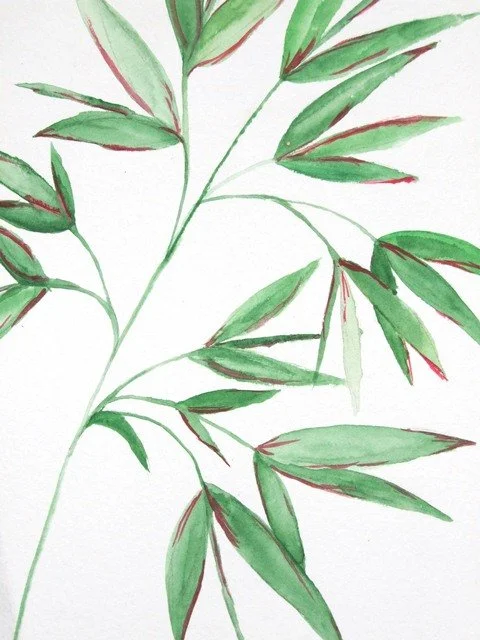 Bambou - A4